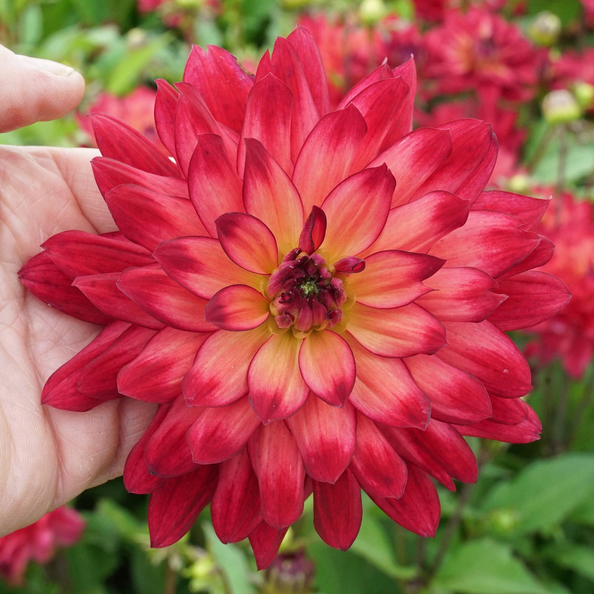 Dahlia Ocean of Love - Dahlias - Fluwel