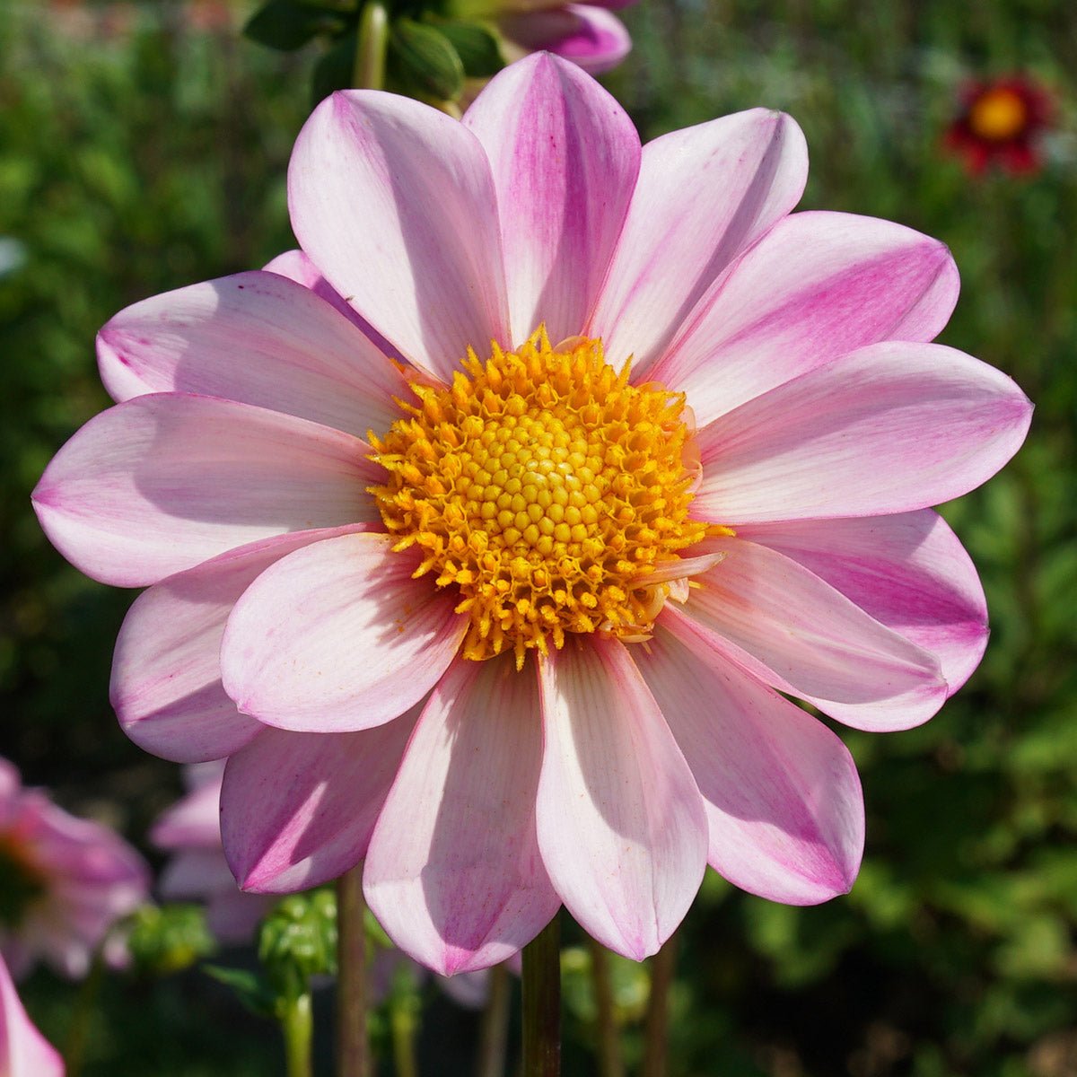 Dahlia Pink Emperor - Dahlias - Fluwel