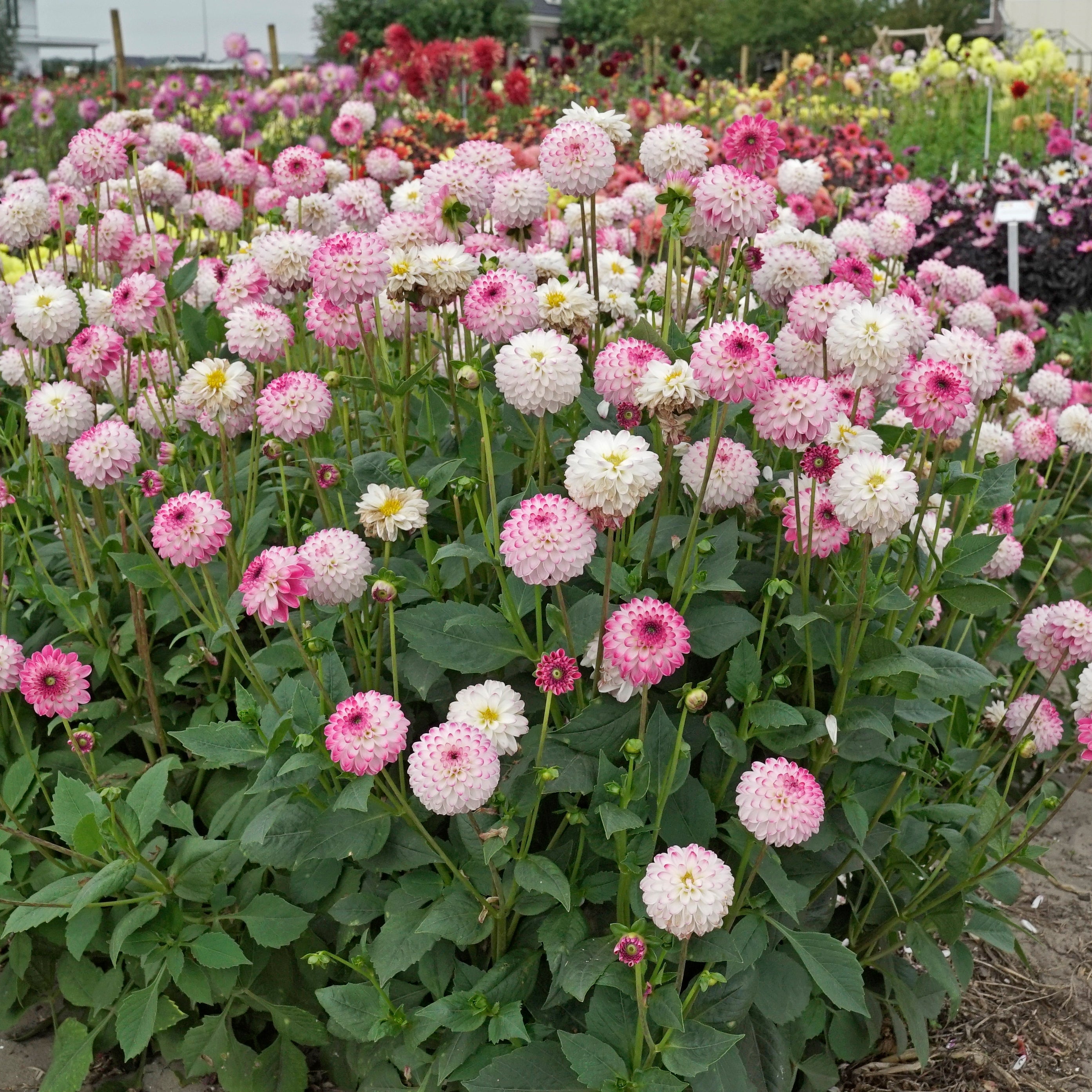 Dahlia Pink Isa - Dahlias - Fluwel