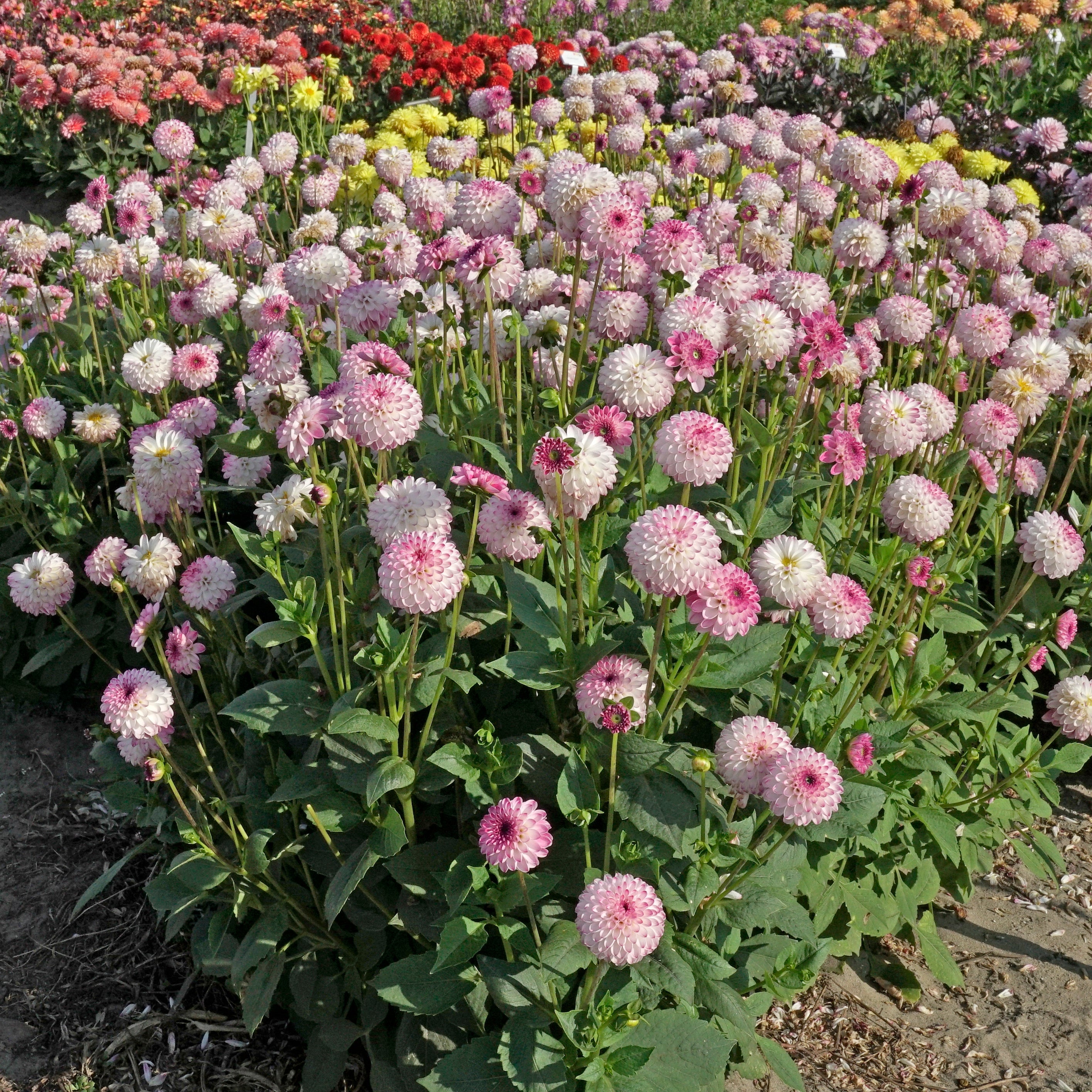 Dahlia Pink Isa - Dahlias - Fluwel
