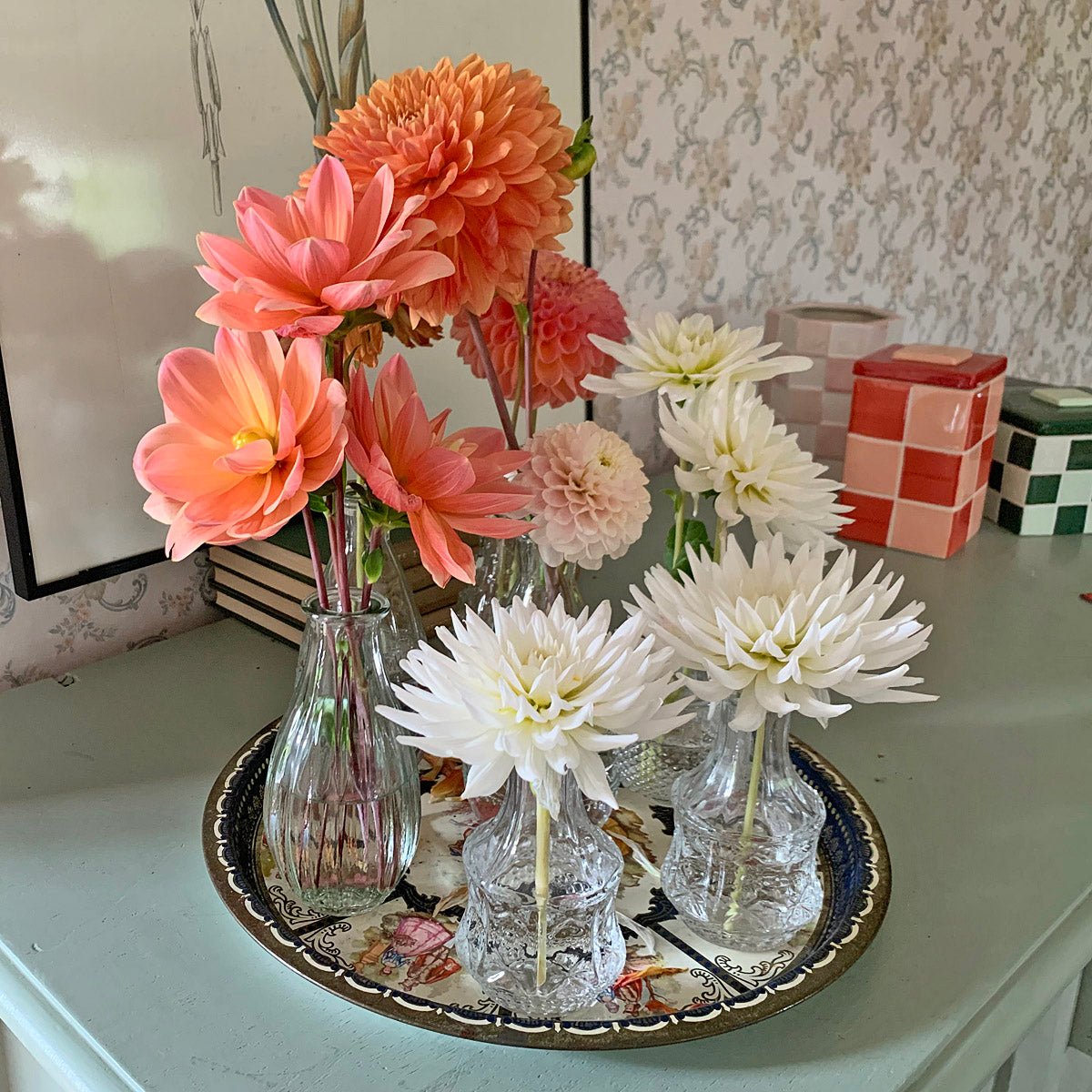 Dahlia Plukkie Plukkie mixture - Dahlias - Fluwel