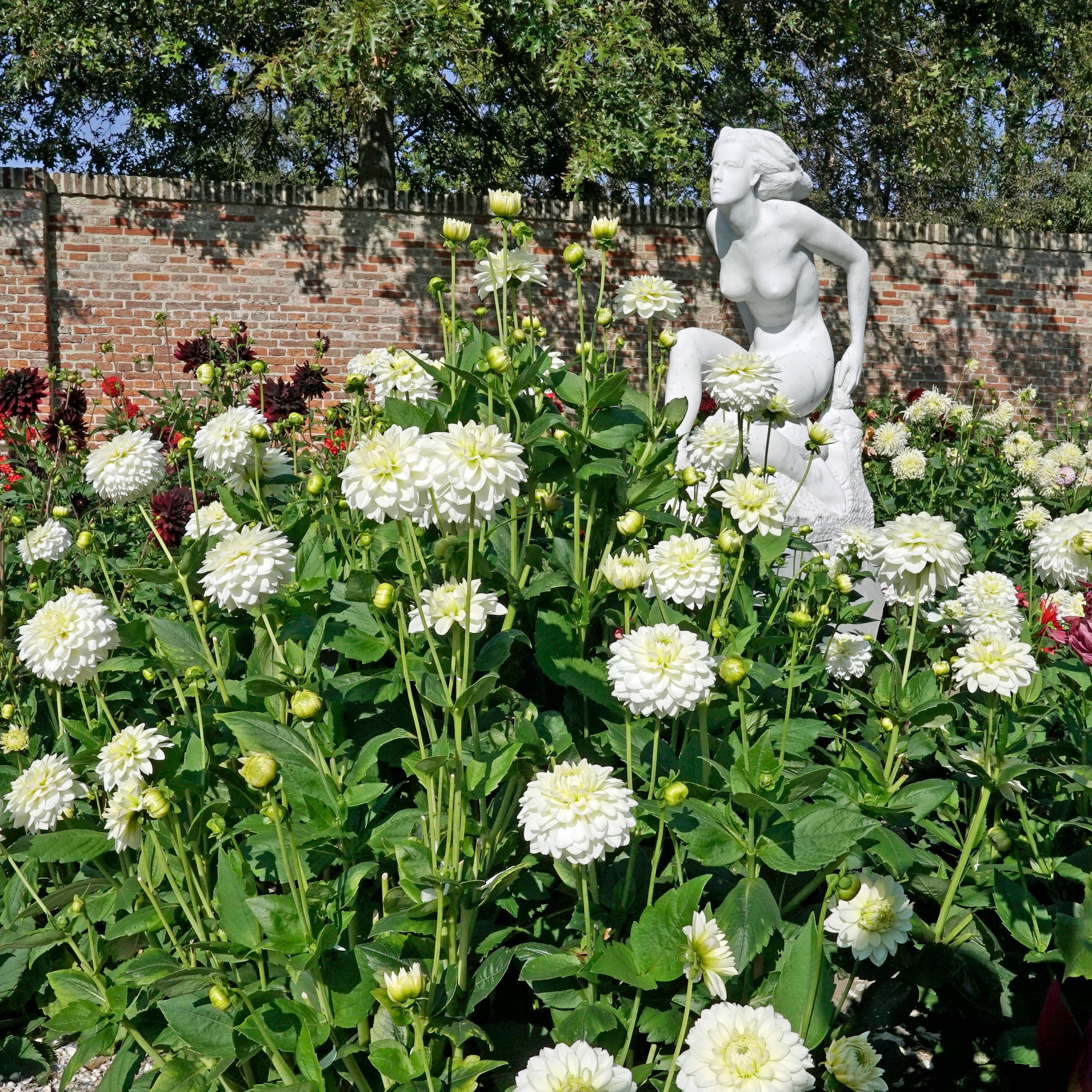 Dahlia Polar Ice - Dahlias - Fluwel