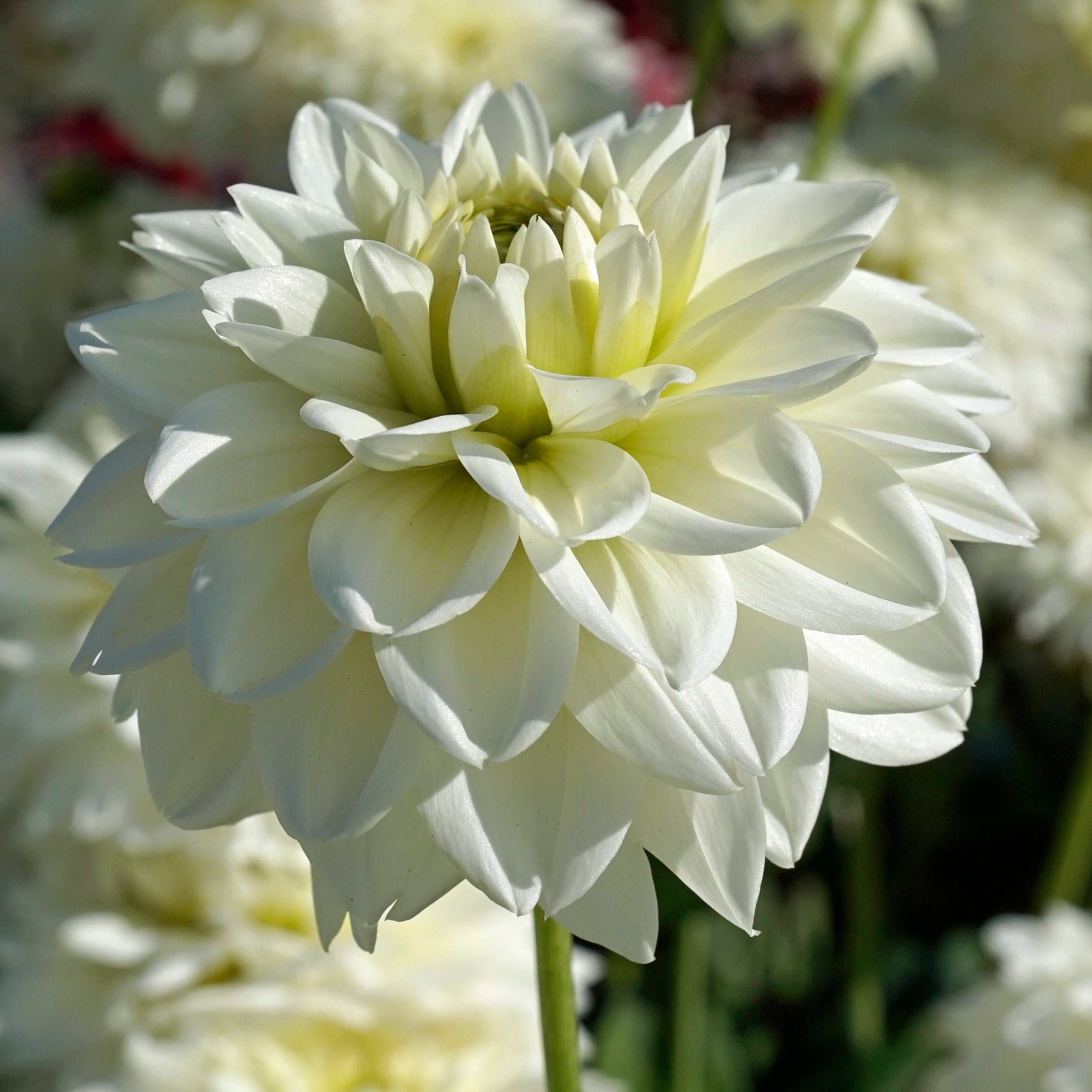 Dahlia Polar Ice - Dahlias - Fluwel