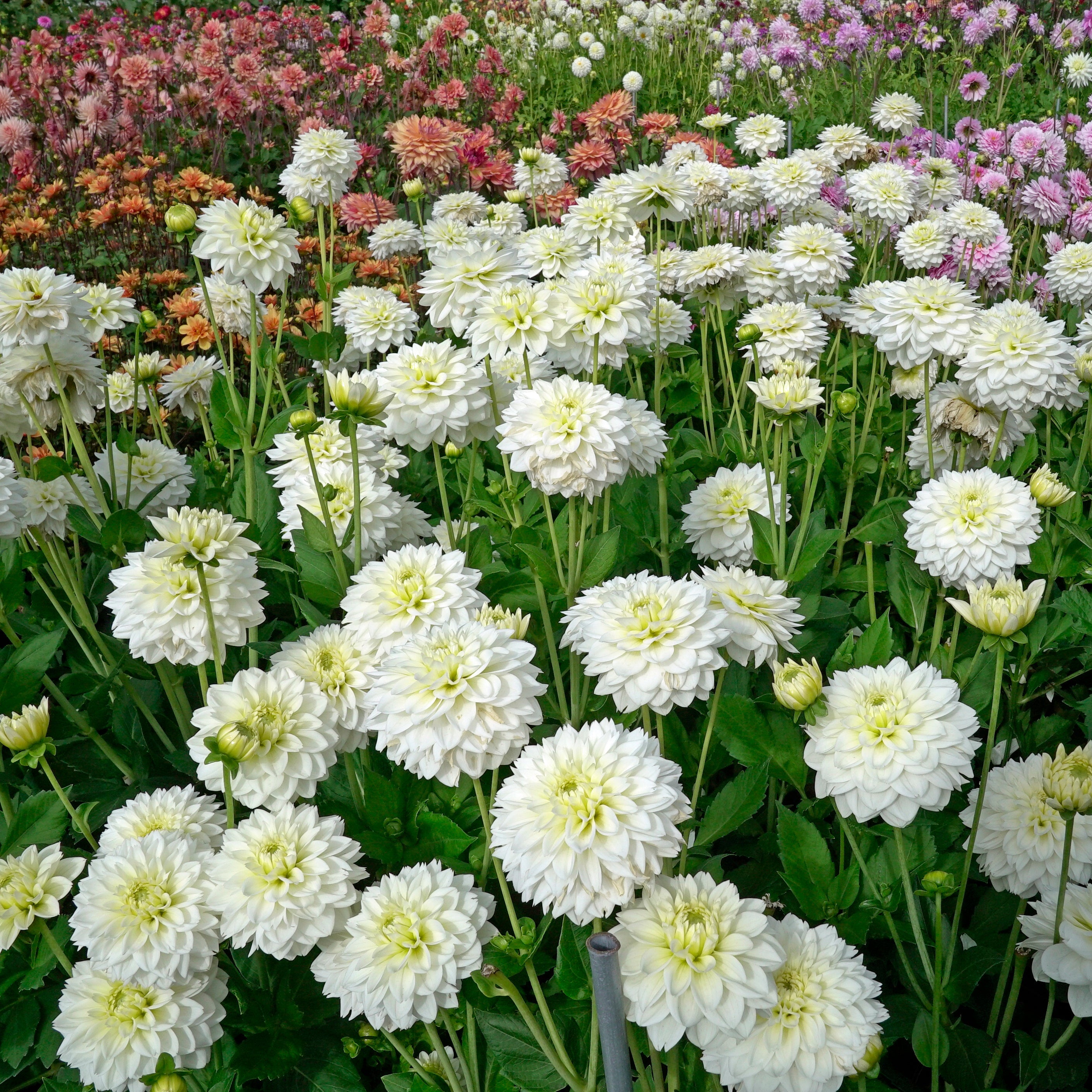 Dahlia Polar Ice - Dahlias - Fluwel