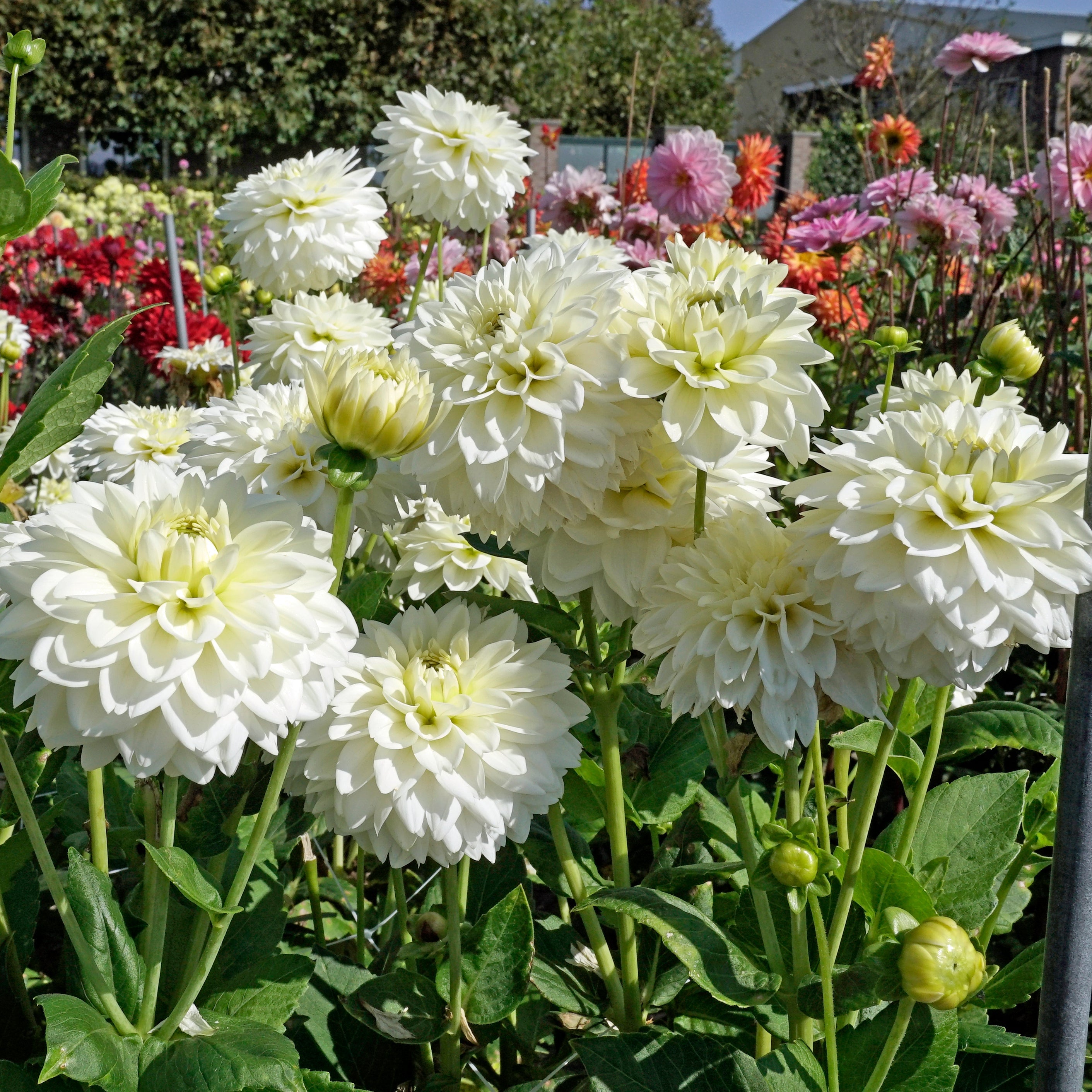 Dahlia Polar Ice - Dahlias - Fluwel