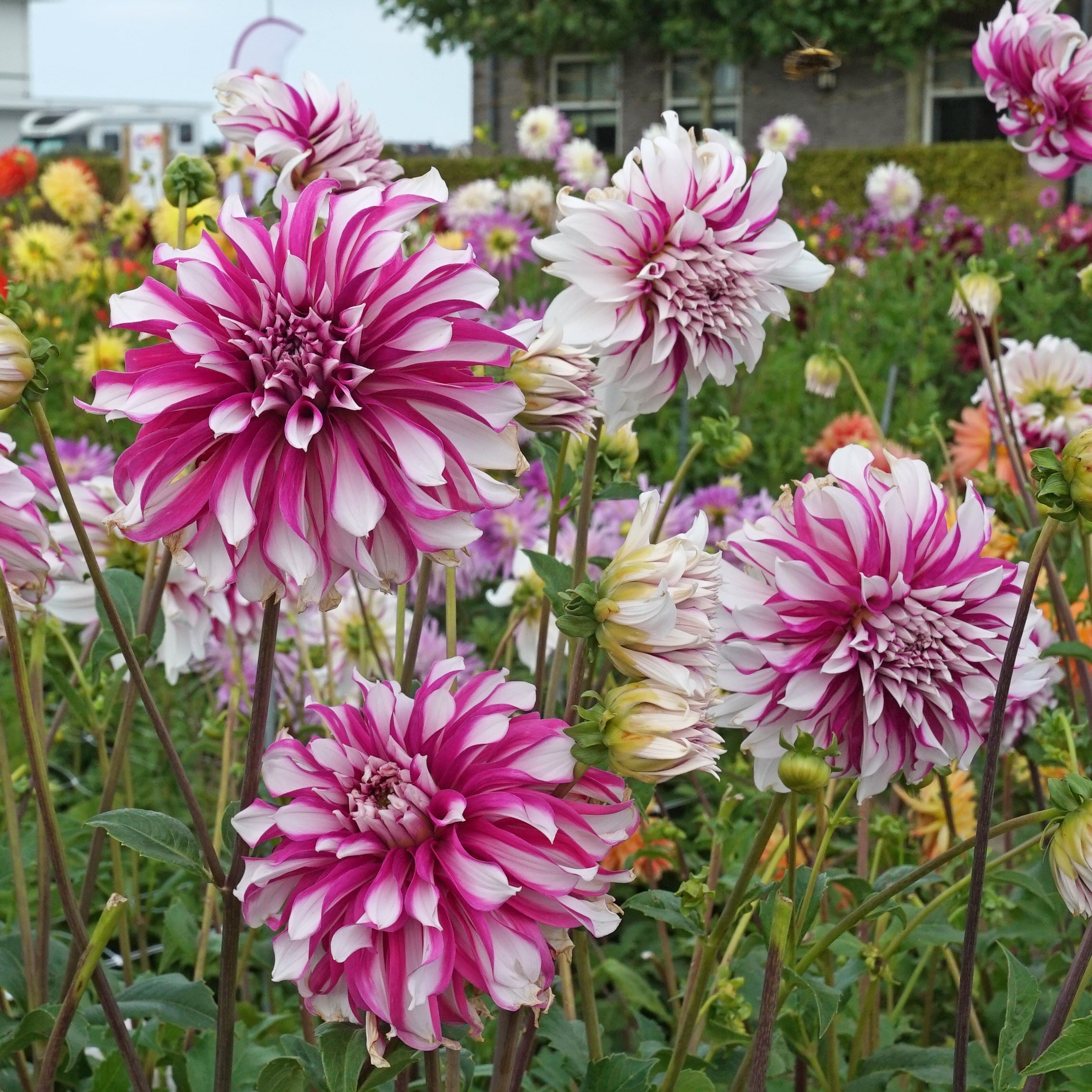 Dahlia Radegast - Dahlias - Fluwel