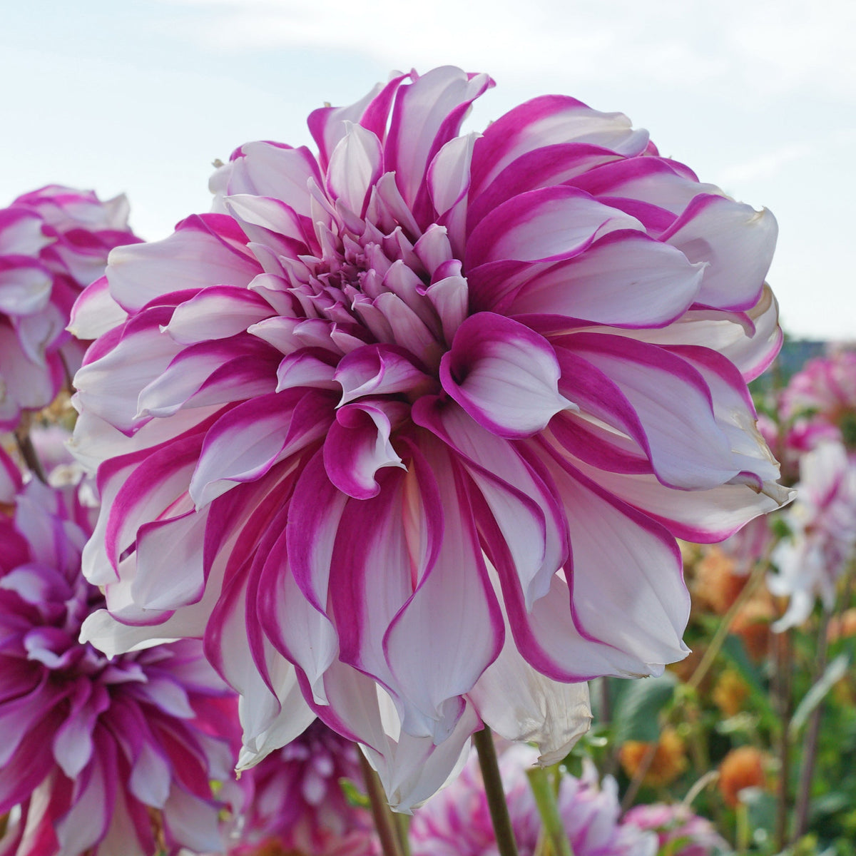 Dahlia Radegast - Dahlias - Fluwel