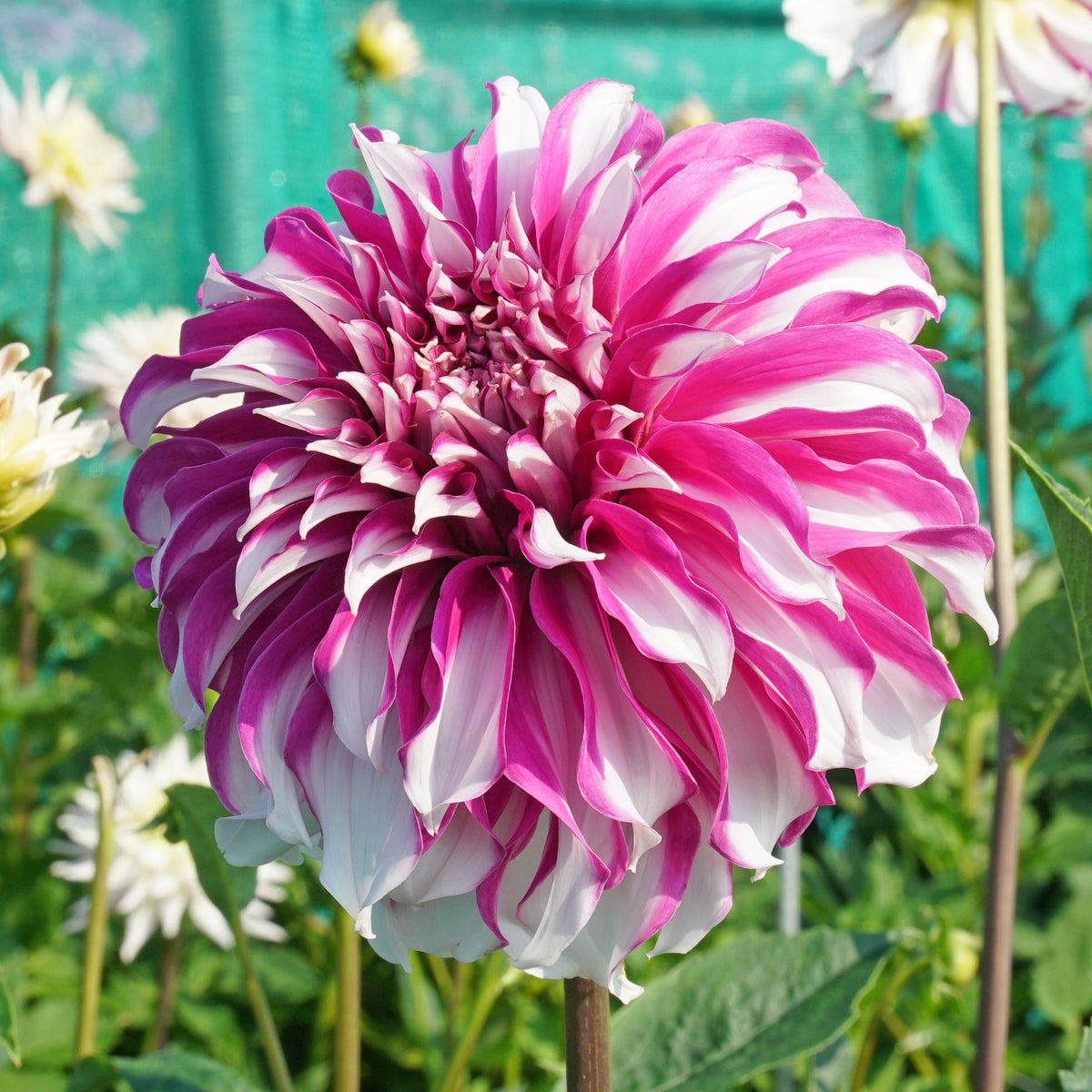 Dahlia Radegast - Dahlias - Fluwel
