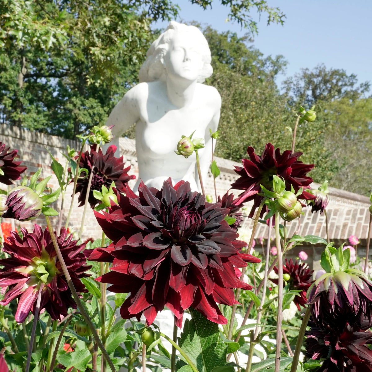 Dahlia Rip City - Dahlias - Fluwel