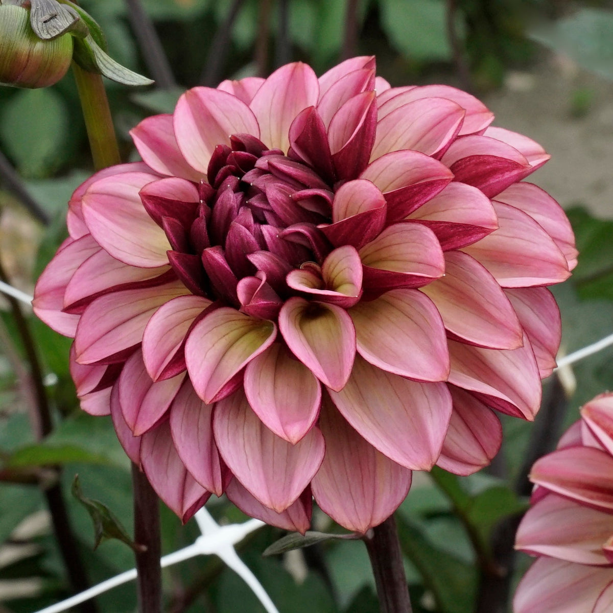 Dahlia Seniors Hope - Dahlias - Fluwel