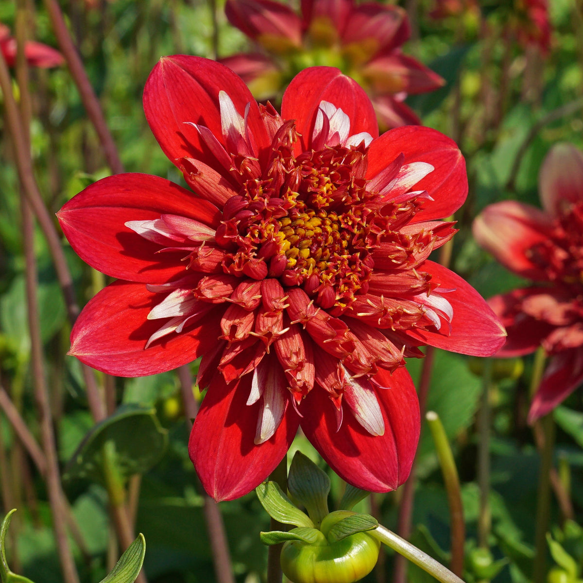 Dahlia Speech - Dahlias - Fluwel