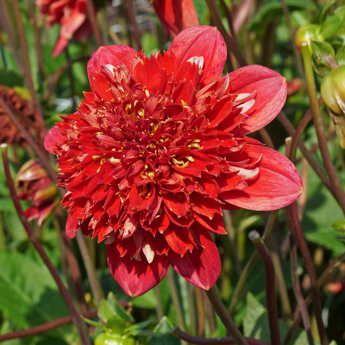 Dahlia Speech - Dahlias - Fluwel
