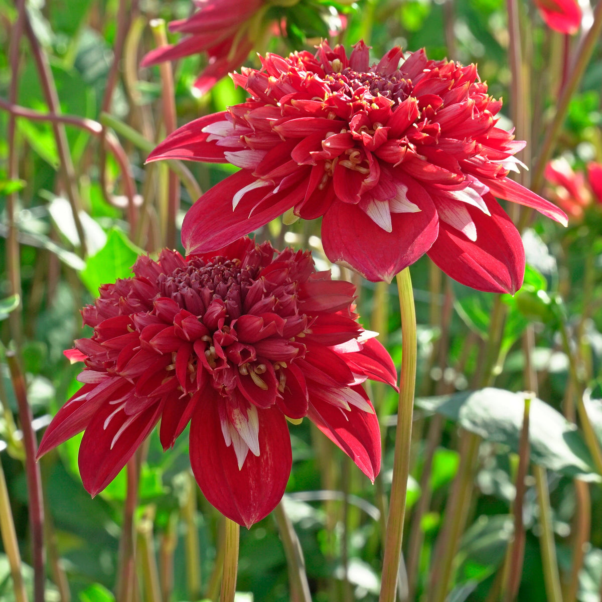 Dahlia Speech - Dahlias - Fluwel