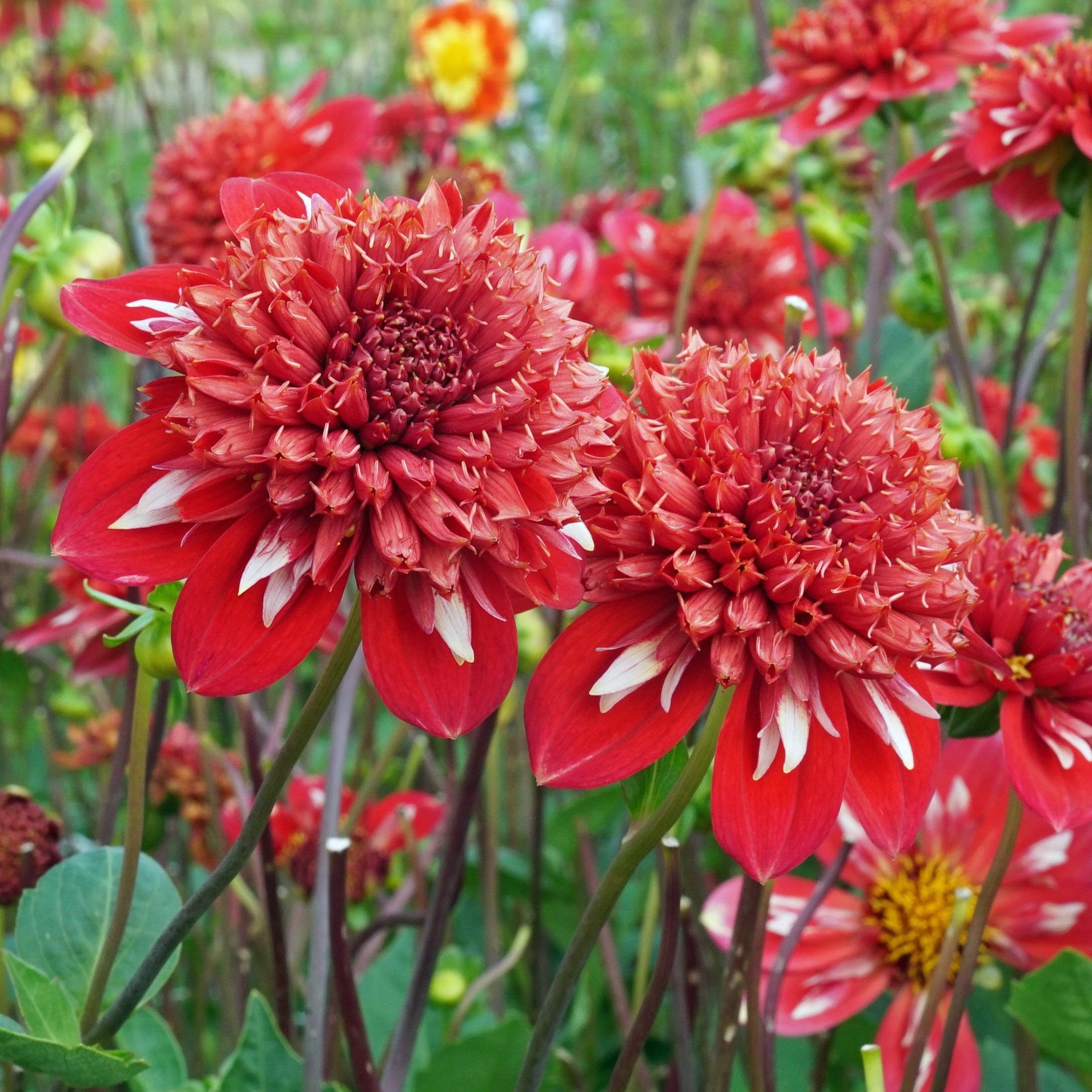 Dahlia Speech - Dahlias - Fluwel