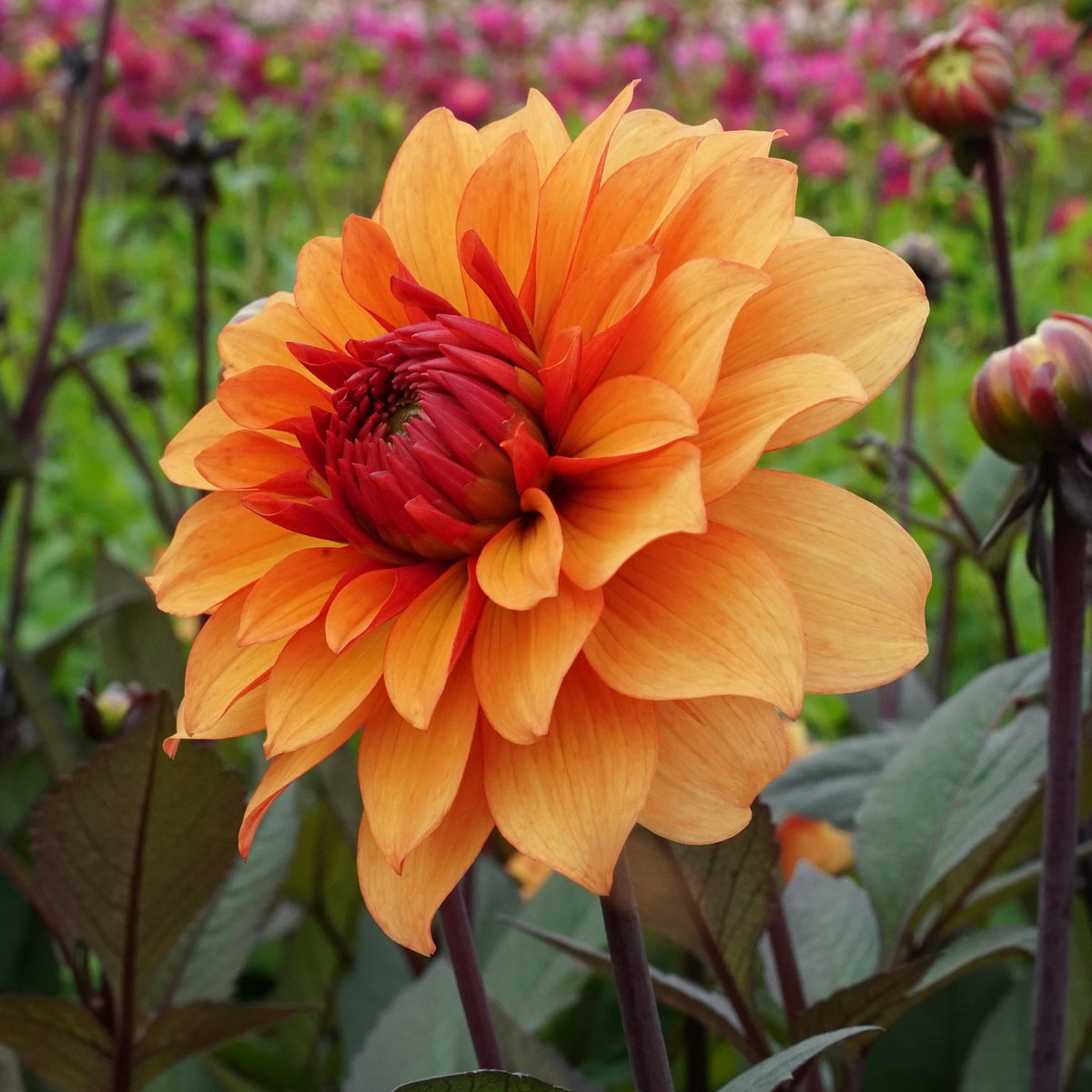 Dahlia Statue of Orange - Dahlias - Fluwel