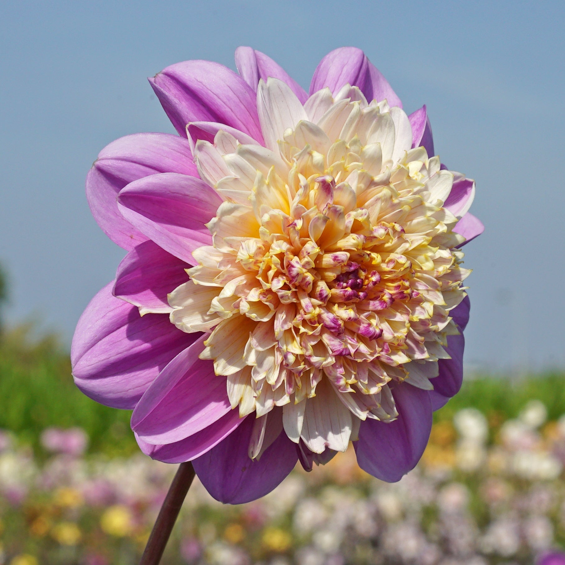Dahlia Take Off - Dahlias - Fluwel