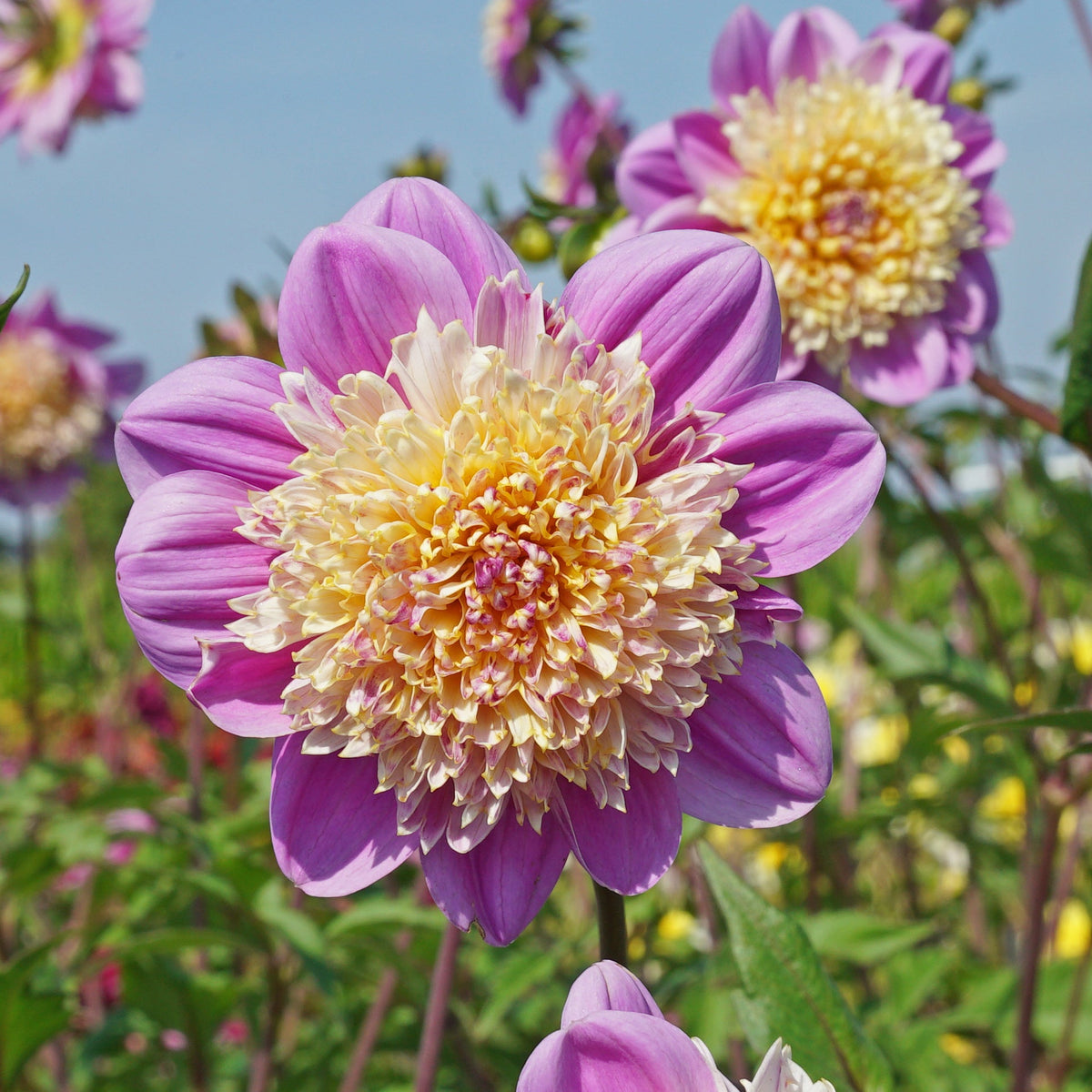 Dahlia Take Off - Dahlias - Fluwel