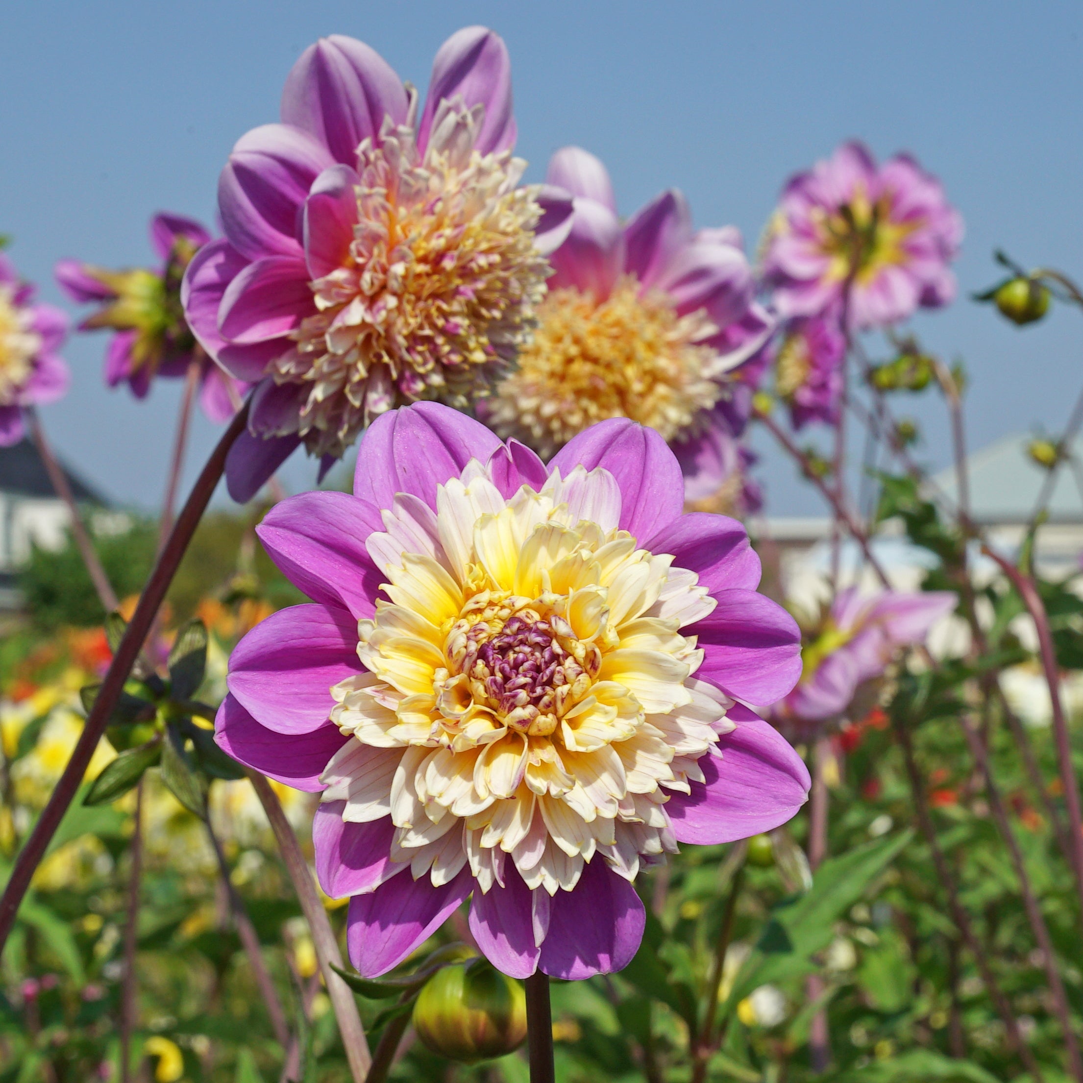 Dahlia Take Off - Dahlias - Fluwel