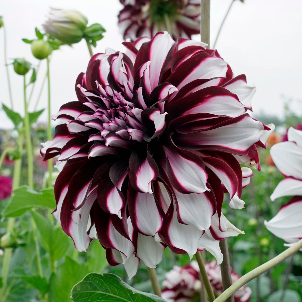 Dahlia Tartan - Dahlias - Fluwel