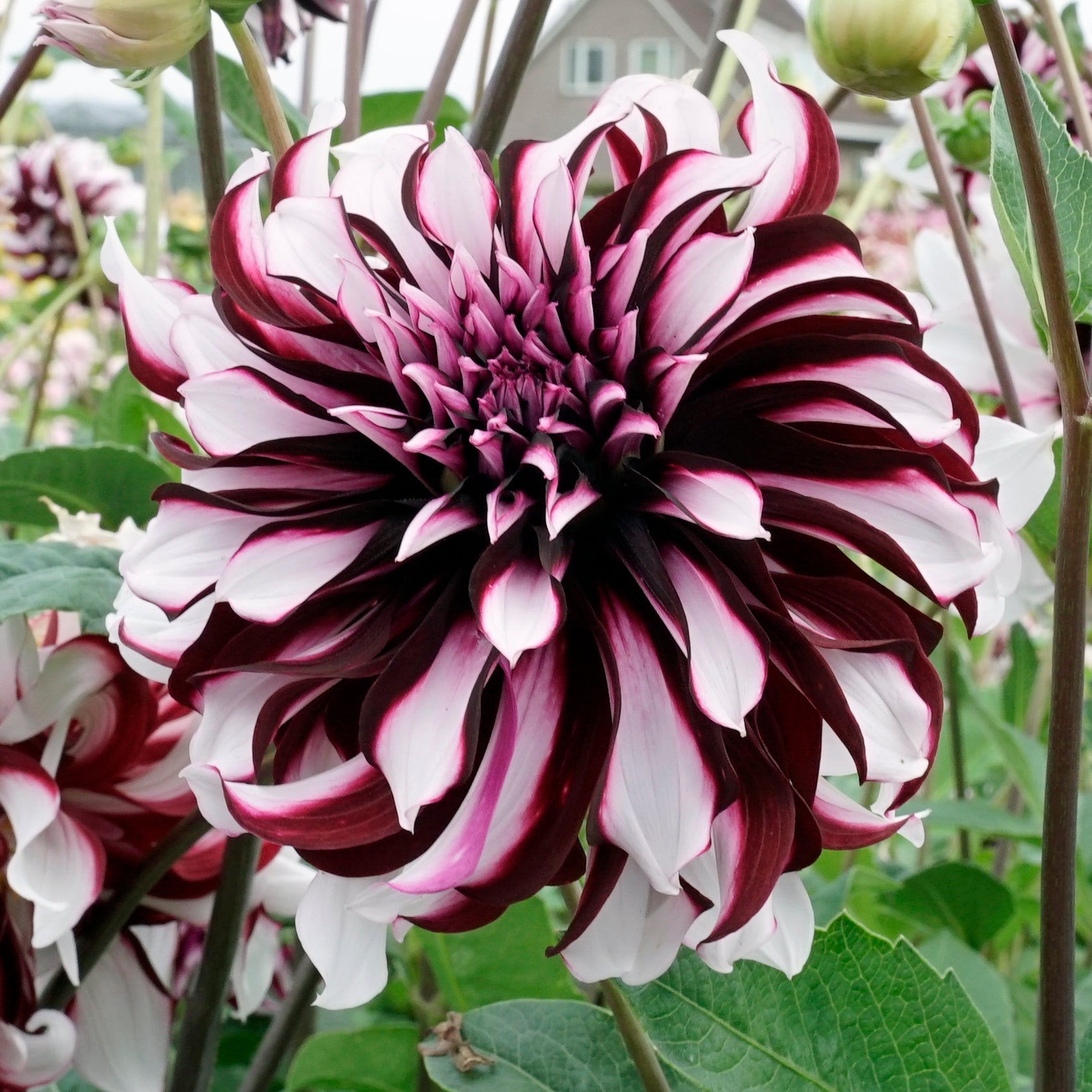 Dahlia Tartan - Dahlias - Fluwel