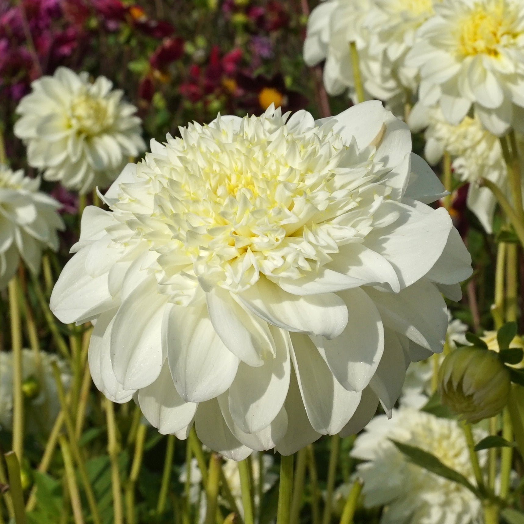 Dahlia Zahra - Dahlias - Fluwel