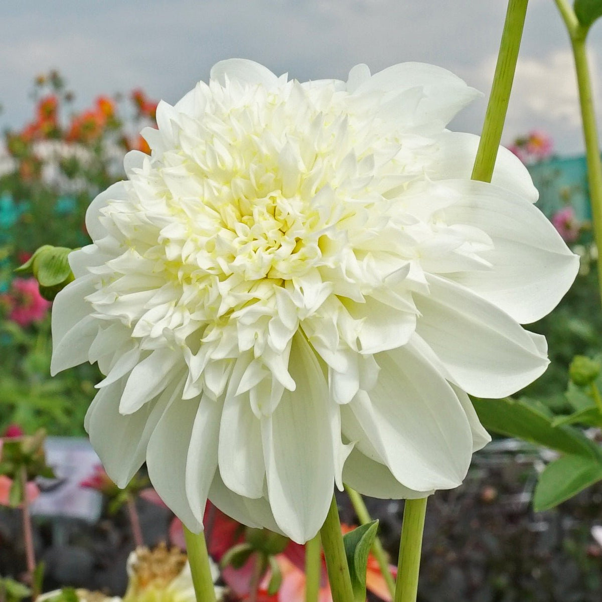 Dahlia Zahra - Dahlias - Fluwel