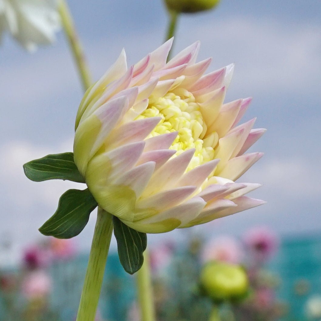 Dahlia Zahra - Dahlias - Fluwel