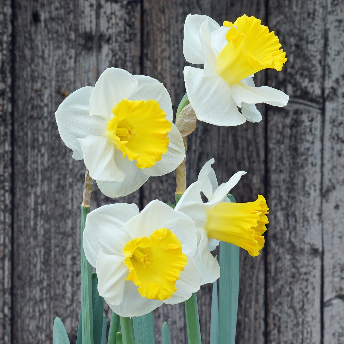 Daylight Delight - Special Narcissus - Fluwel
