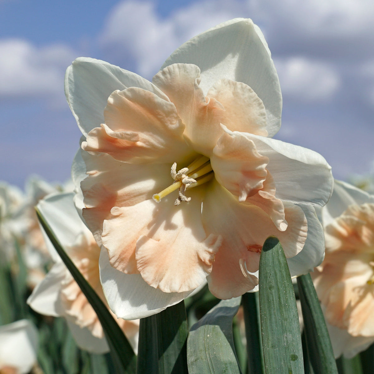 Diversity - Special Narcissus - Fluwel