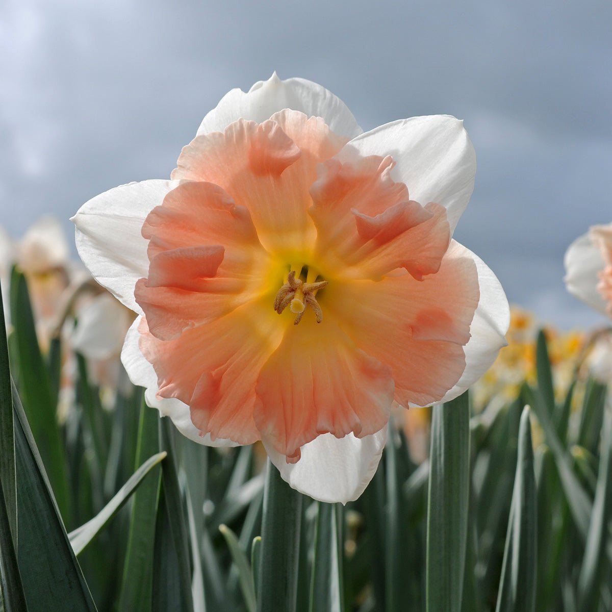 Diversity - Special Narcissus - Fluwel
