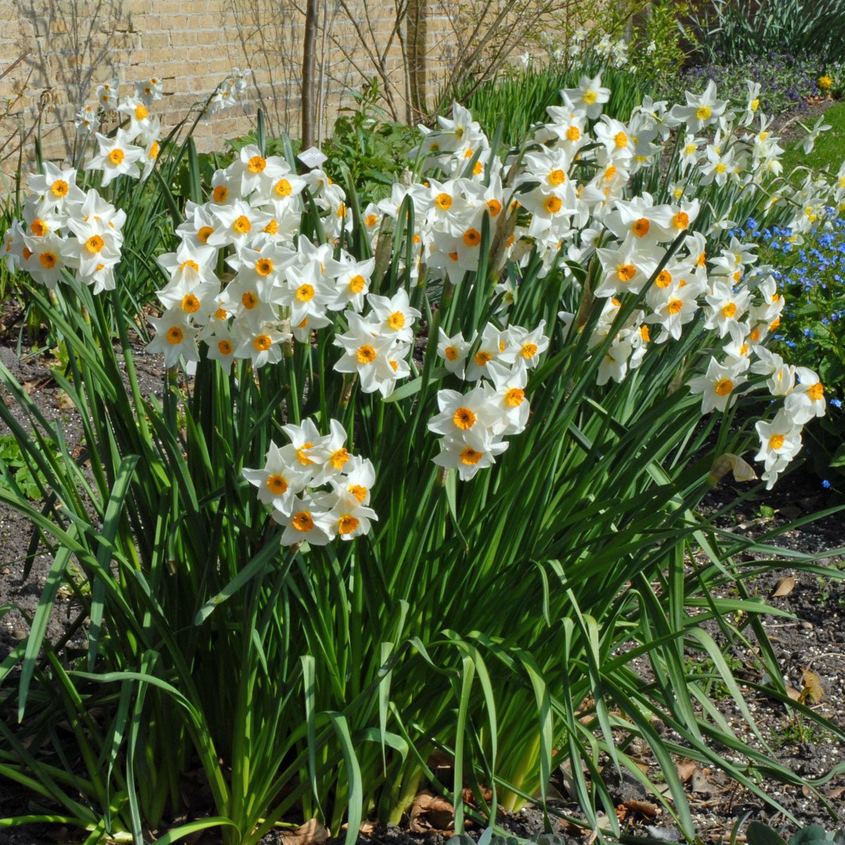 Early Splendour - Special Narcissus - Fluwel