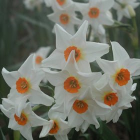 Early Splendour - Special Narcissus - Fluwel