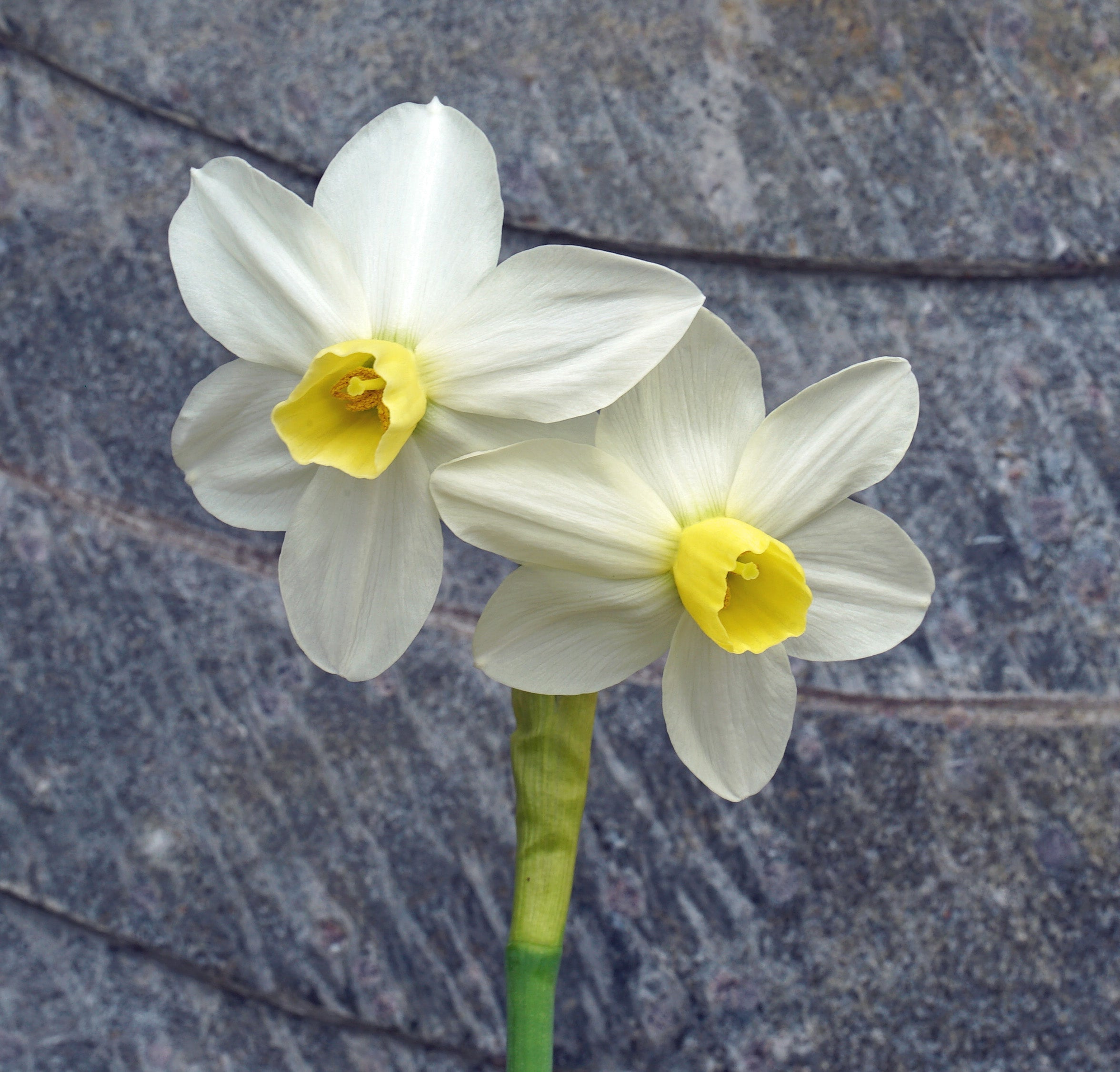 Espresso - Special Narcissus - Fluwel