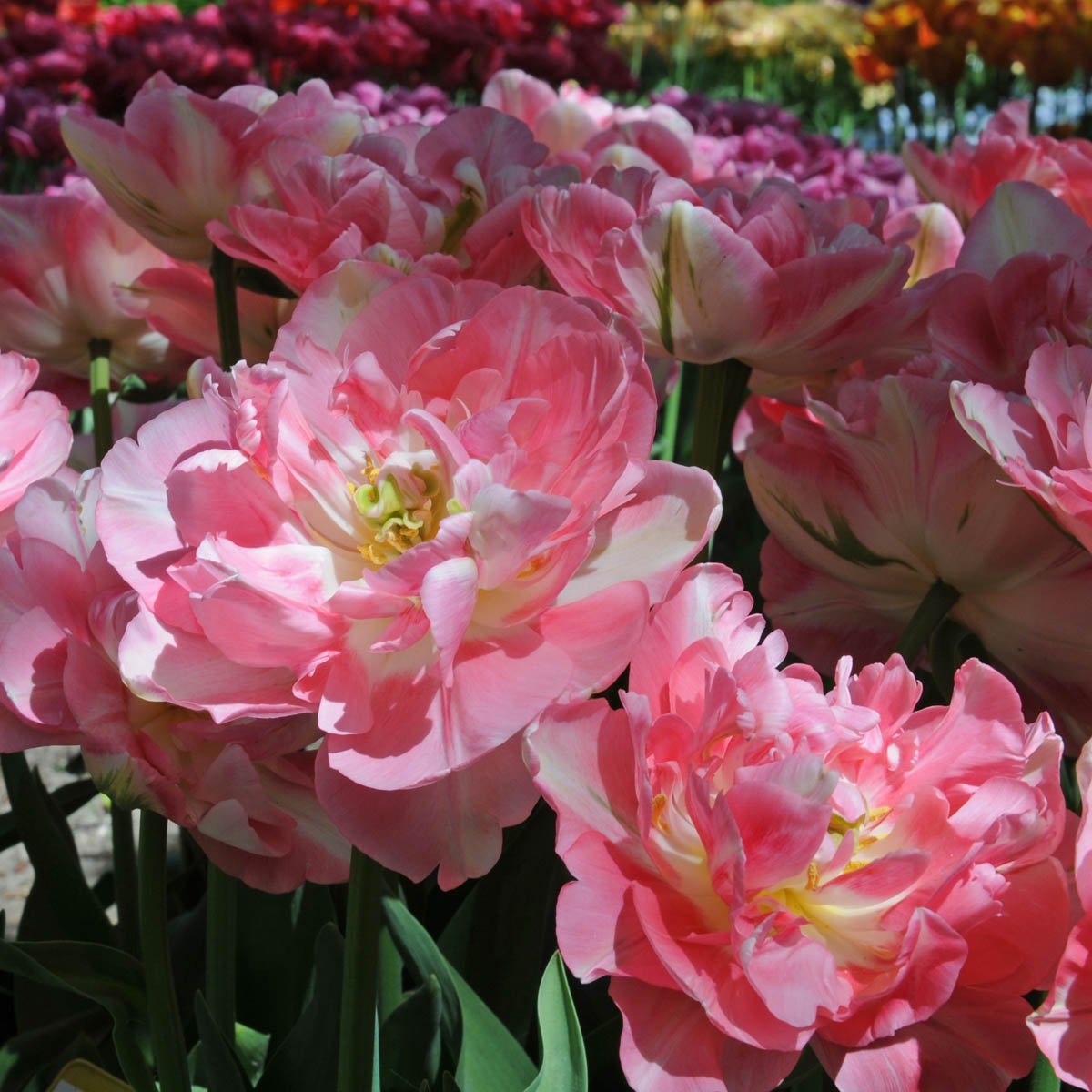 Finola - Tulips - Fluwel