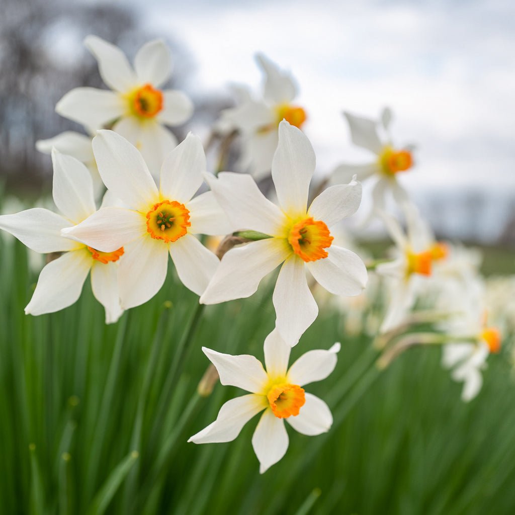 Firebrand - Special Narcissus - Fluwel