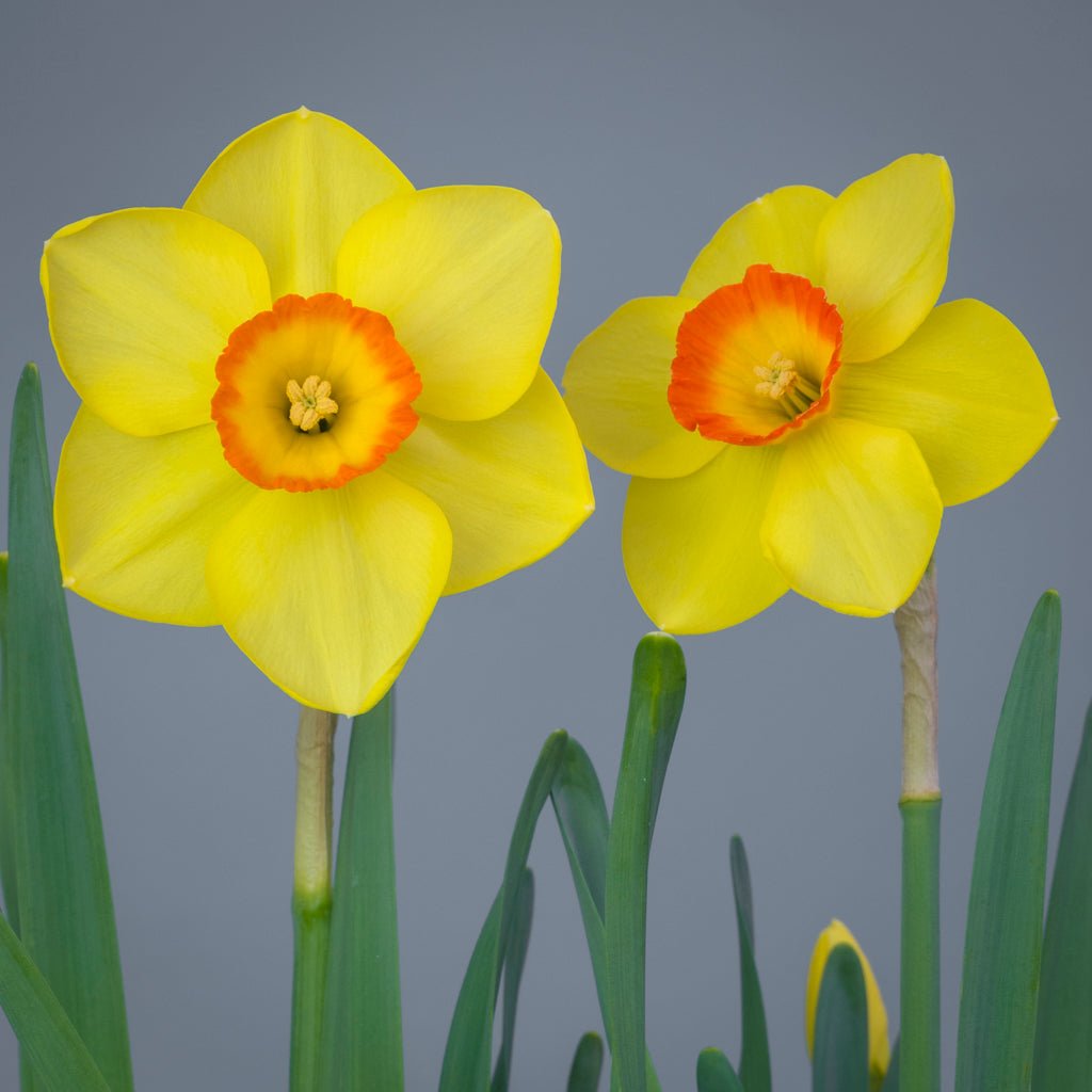 Firebright - Special Narcissus - Fluwel