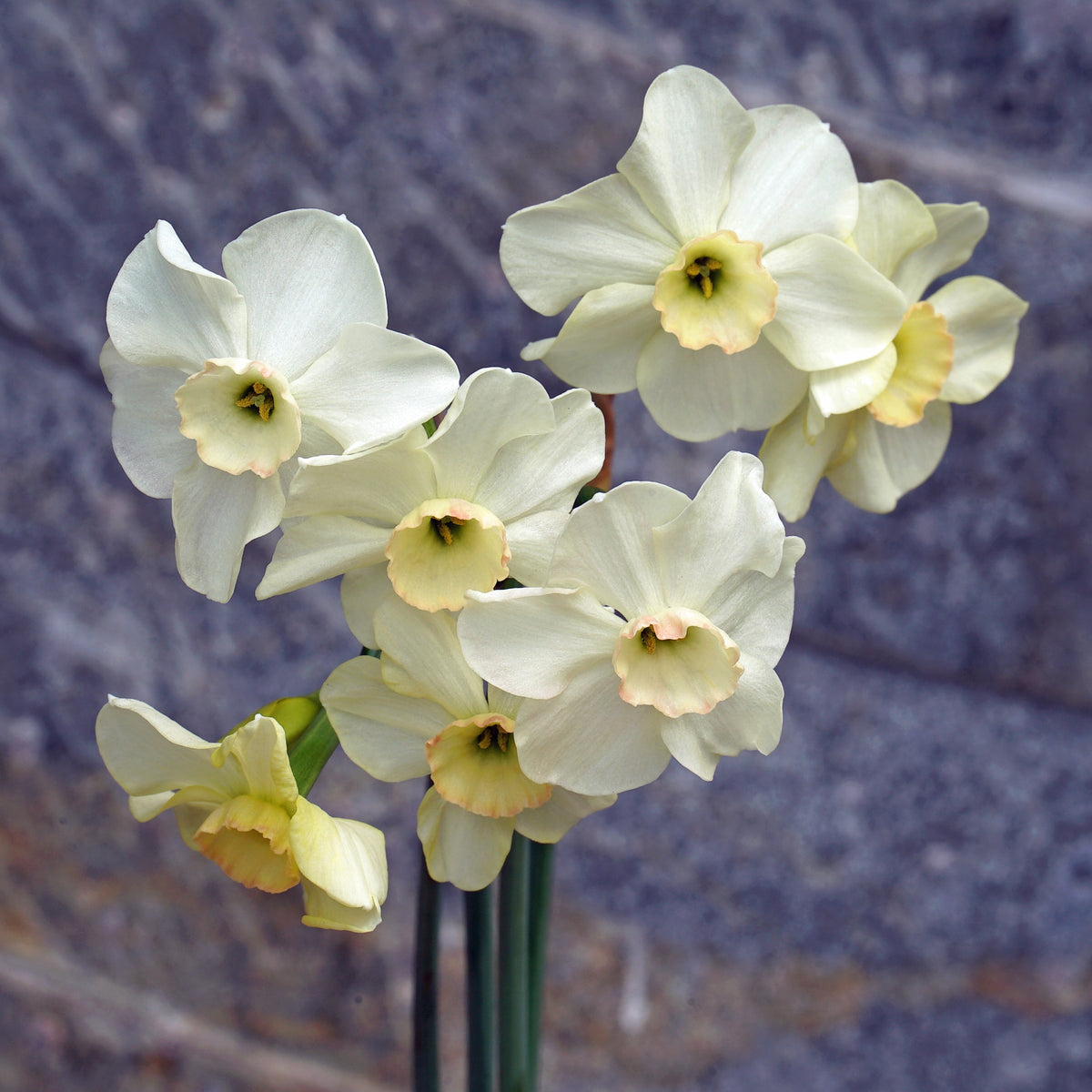 Flomay - Special Narcissus - Fluwel