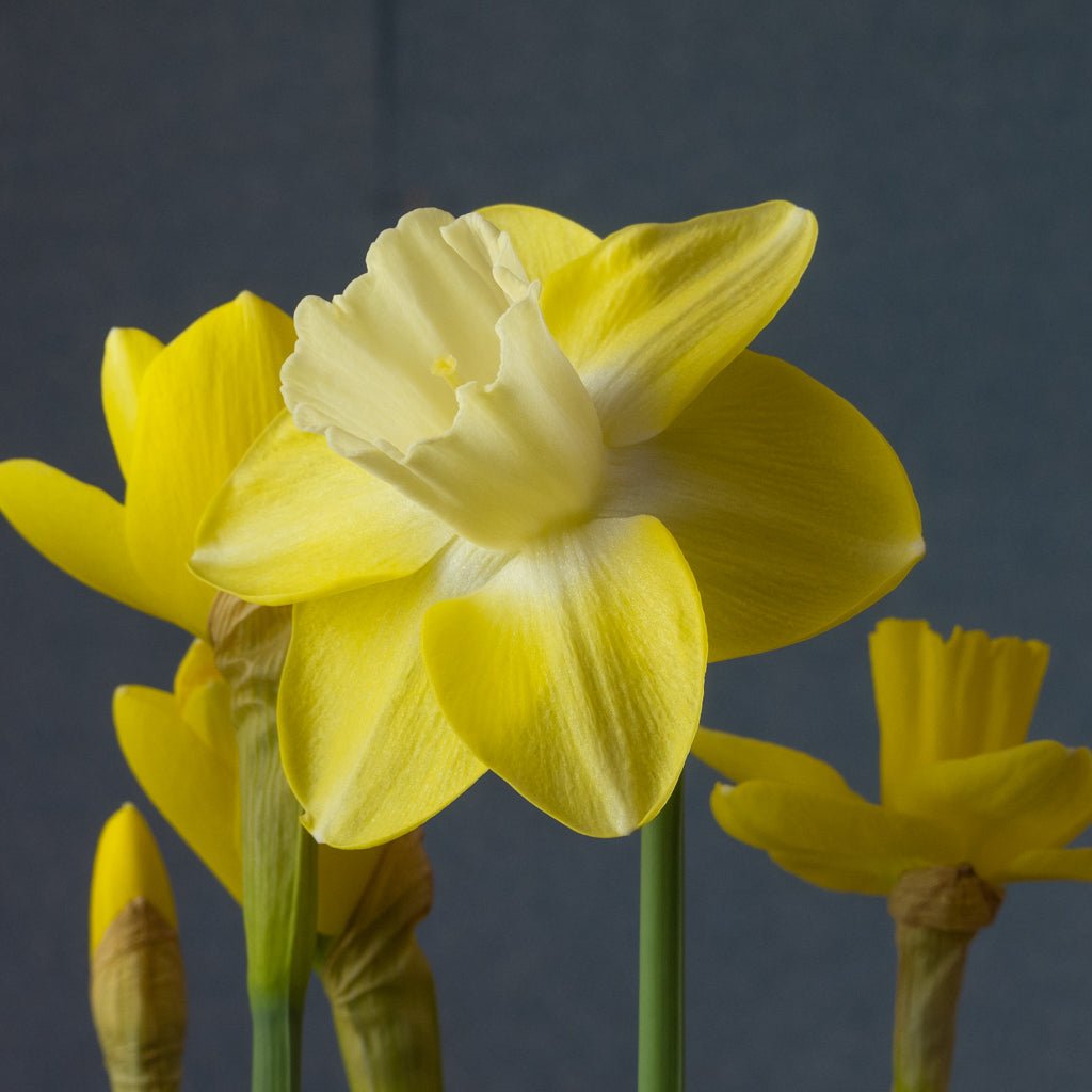 Flor d' Luna - Special Narcissus - Fluwel
