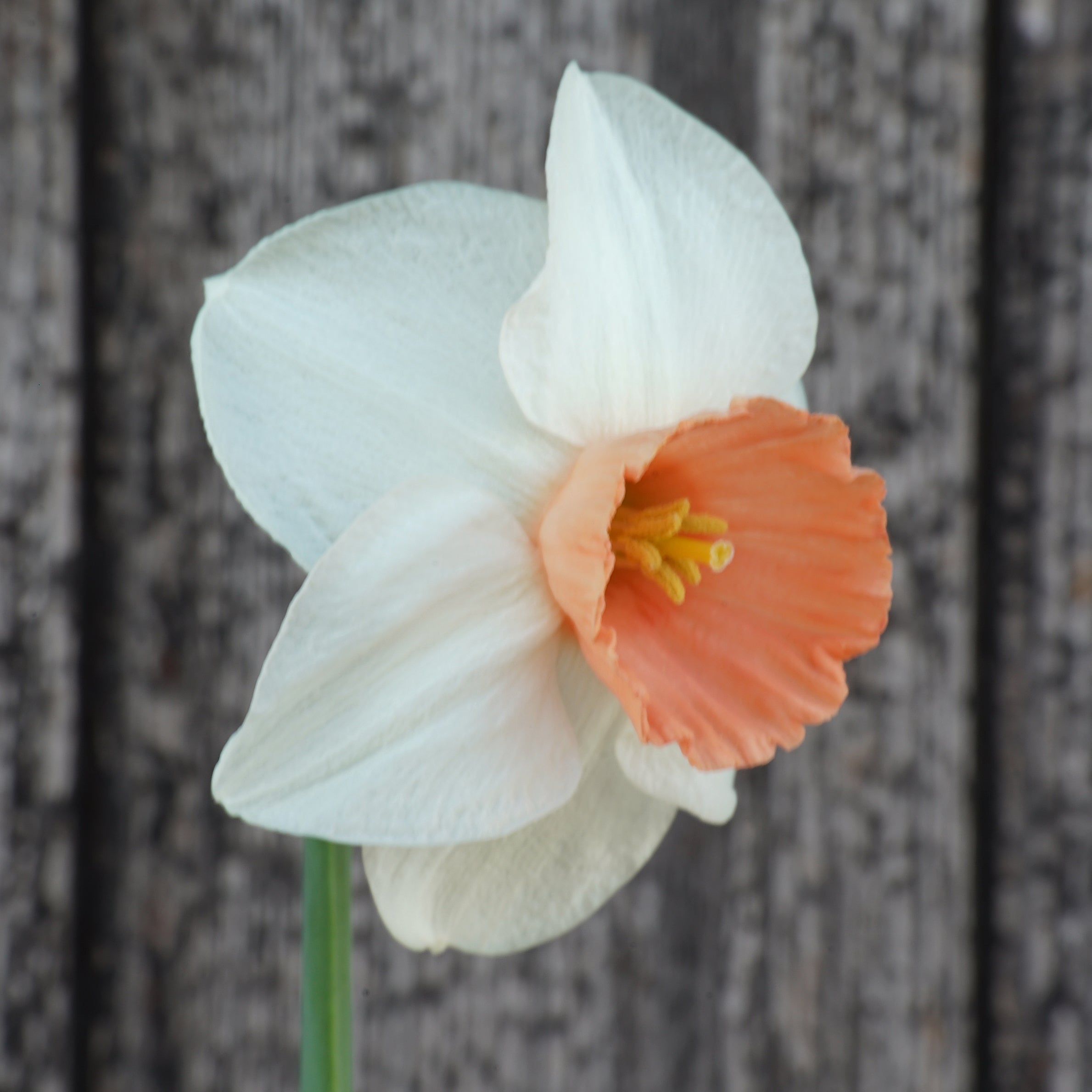 Foundling - Special Narcissus - Fluwel