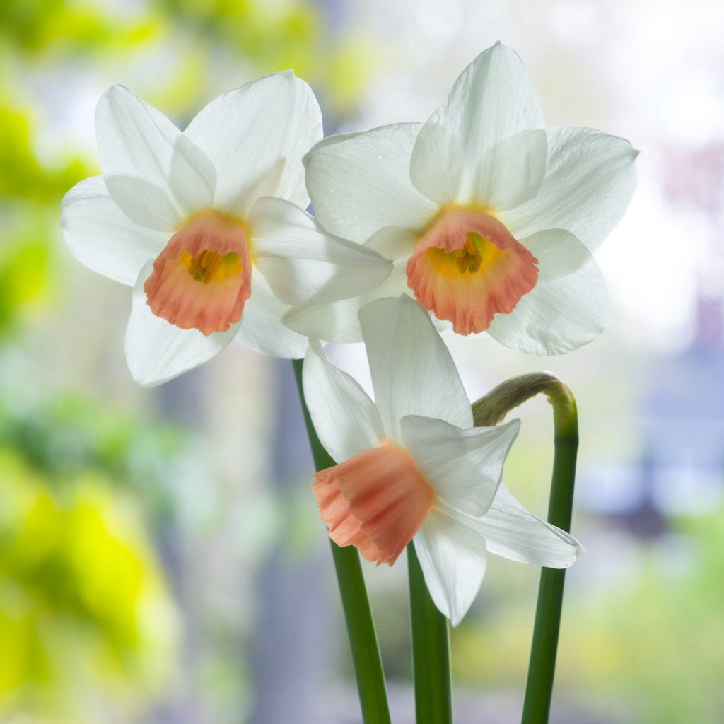Foundling - Special Narcissus - Fluwel