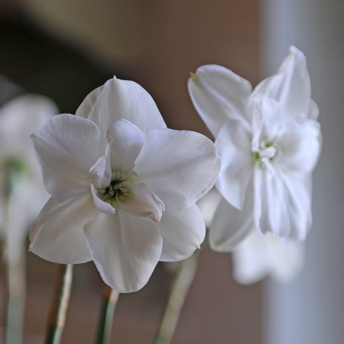 Frostbite - Narcissus - Fluwel