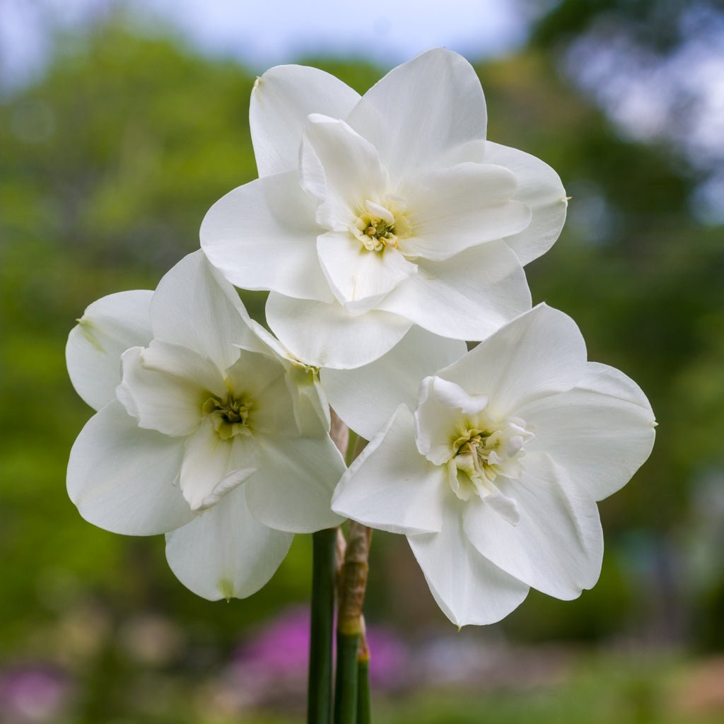 Frostbite - Narcissus - Fluwel