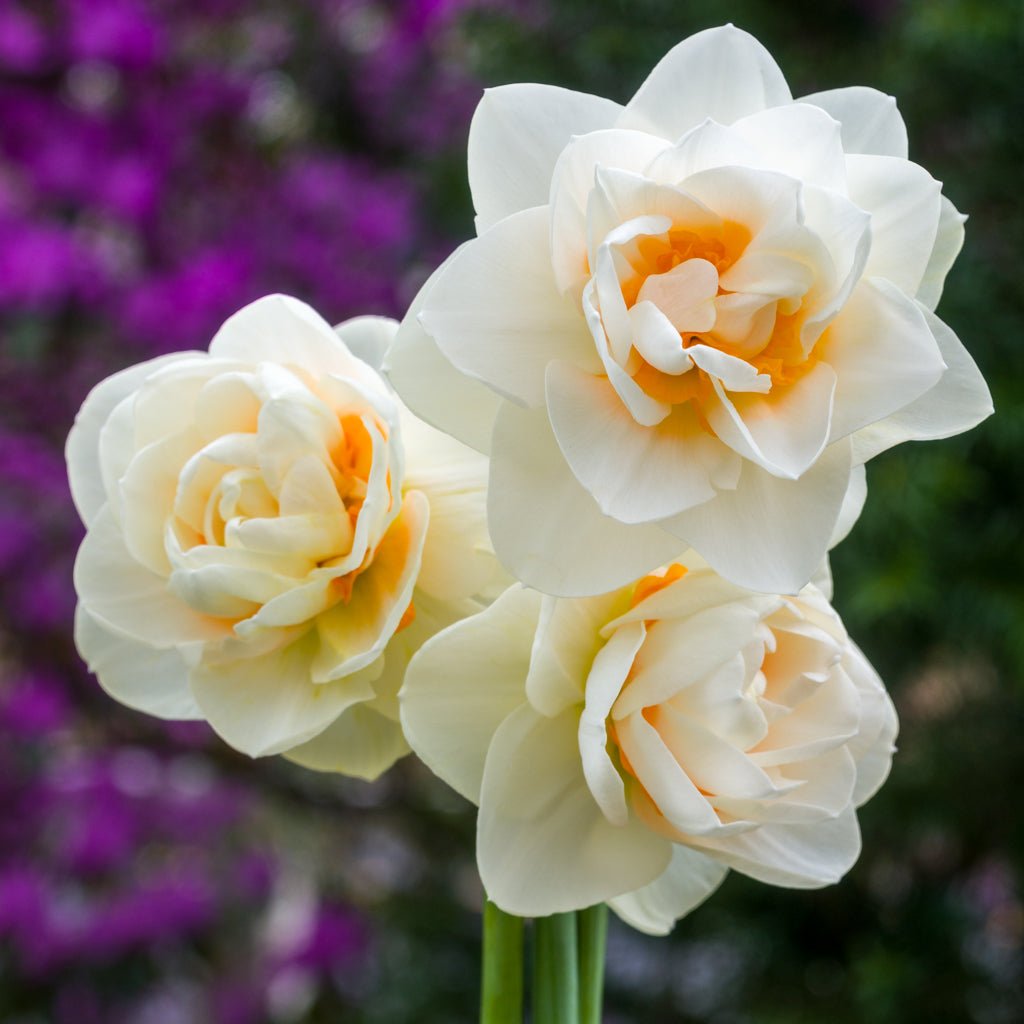Gay Kybo - Special Narcissus - Fluwel