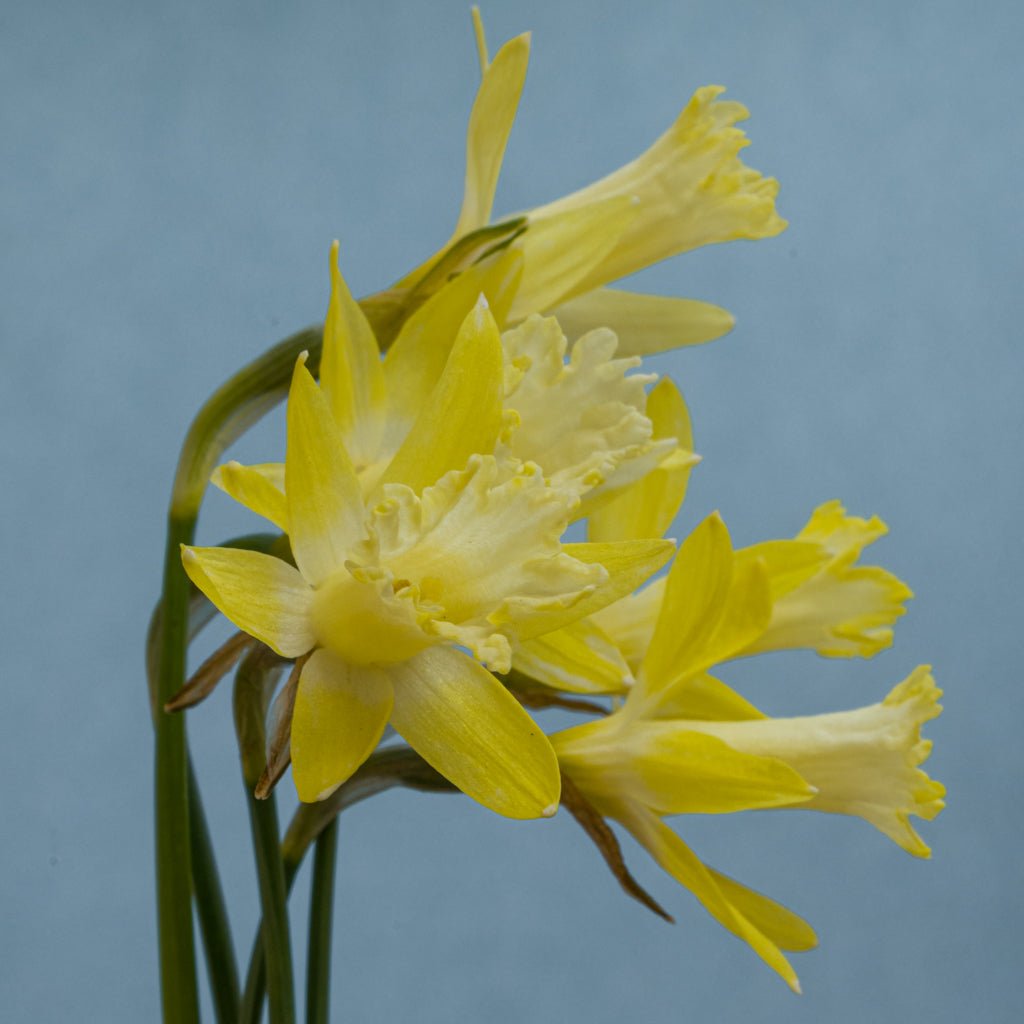 Gipsy Queen - Special Narcissus - Fluwel
