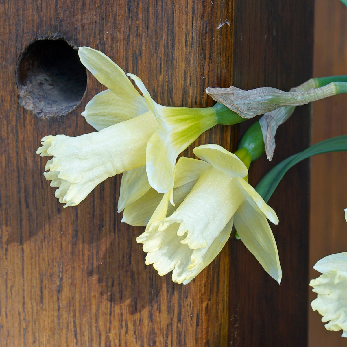 Gipsy Queen - Special Narcissus - Fluwel