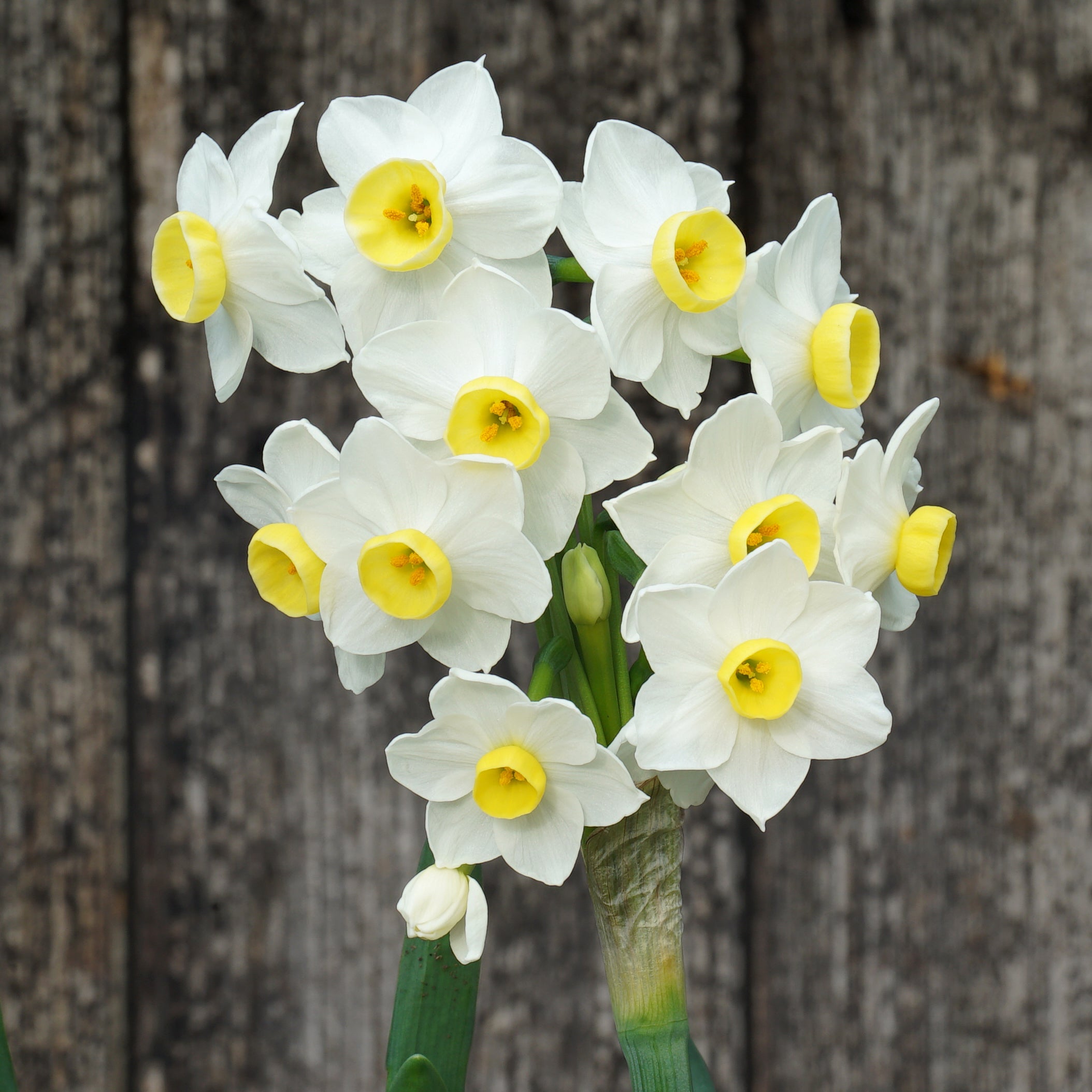 Girls Night - Special Narcissus - Fluwel