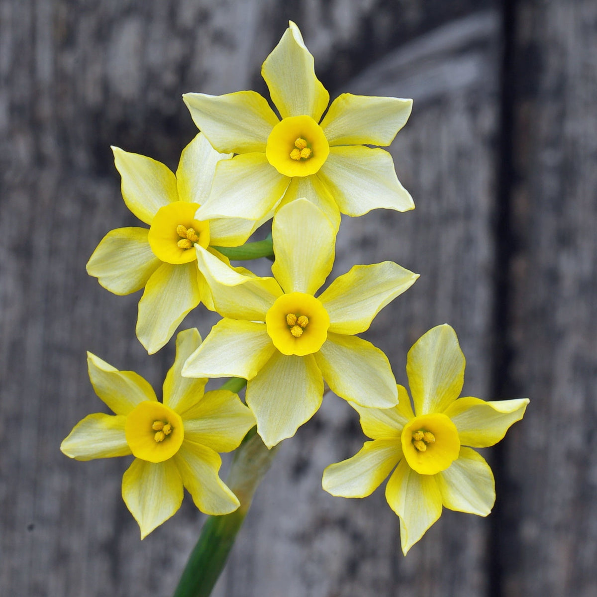 Gold and Silver - Special Narcissus - Fluwel