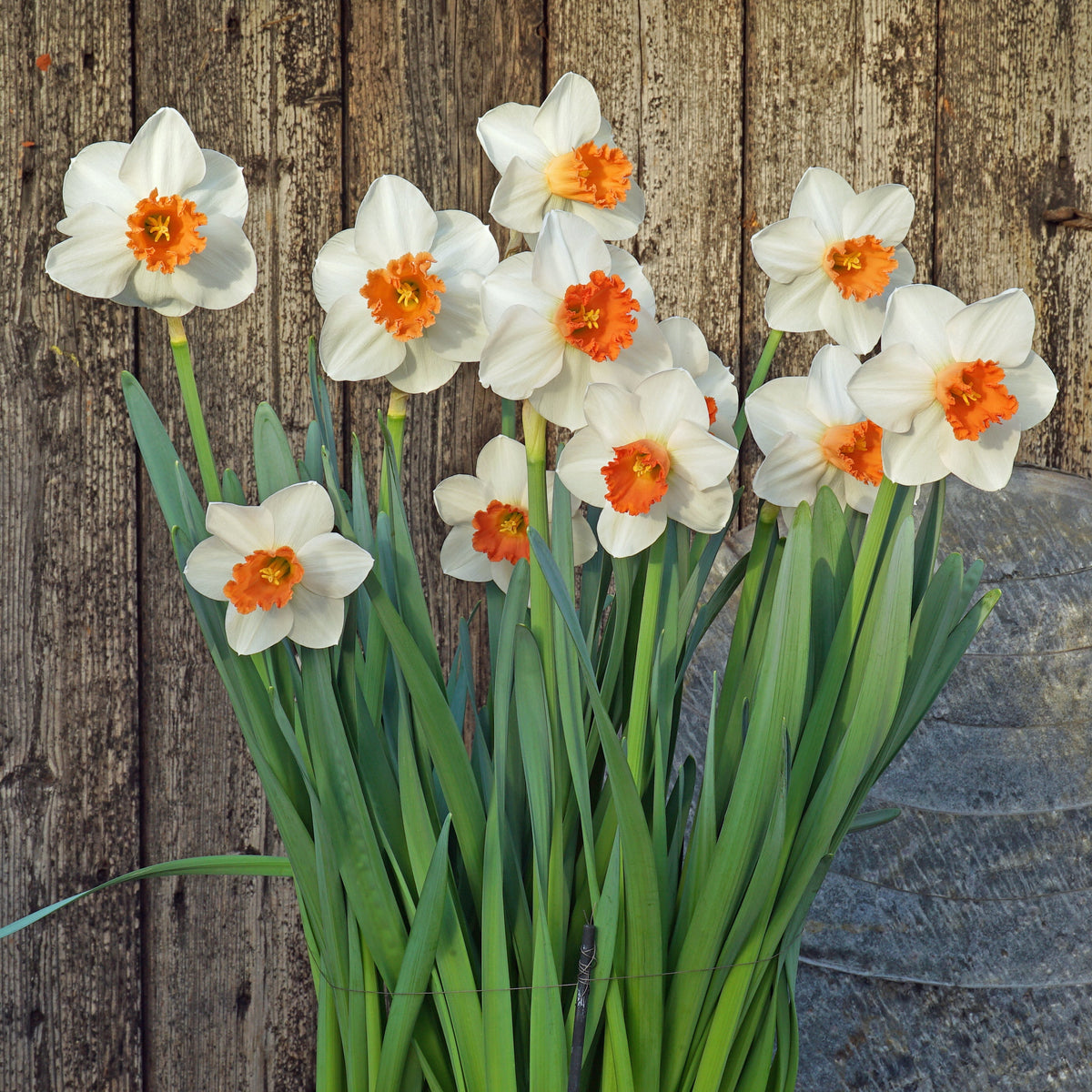 Great Joy - Special Narcissus - Fluwel
