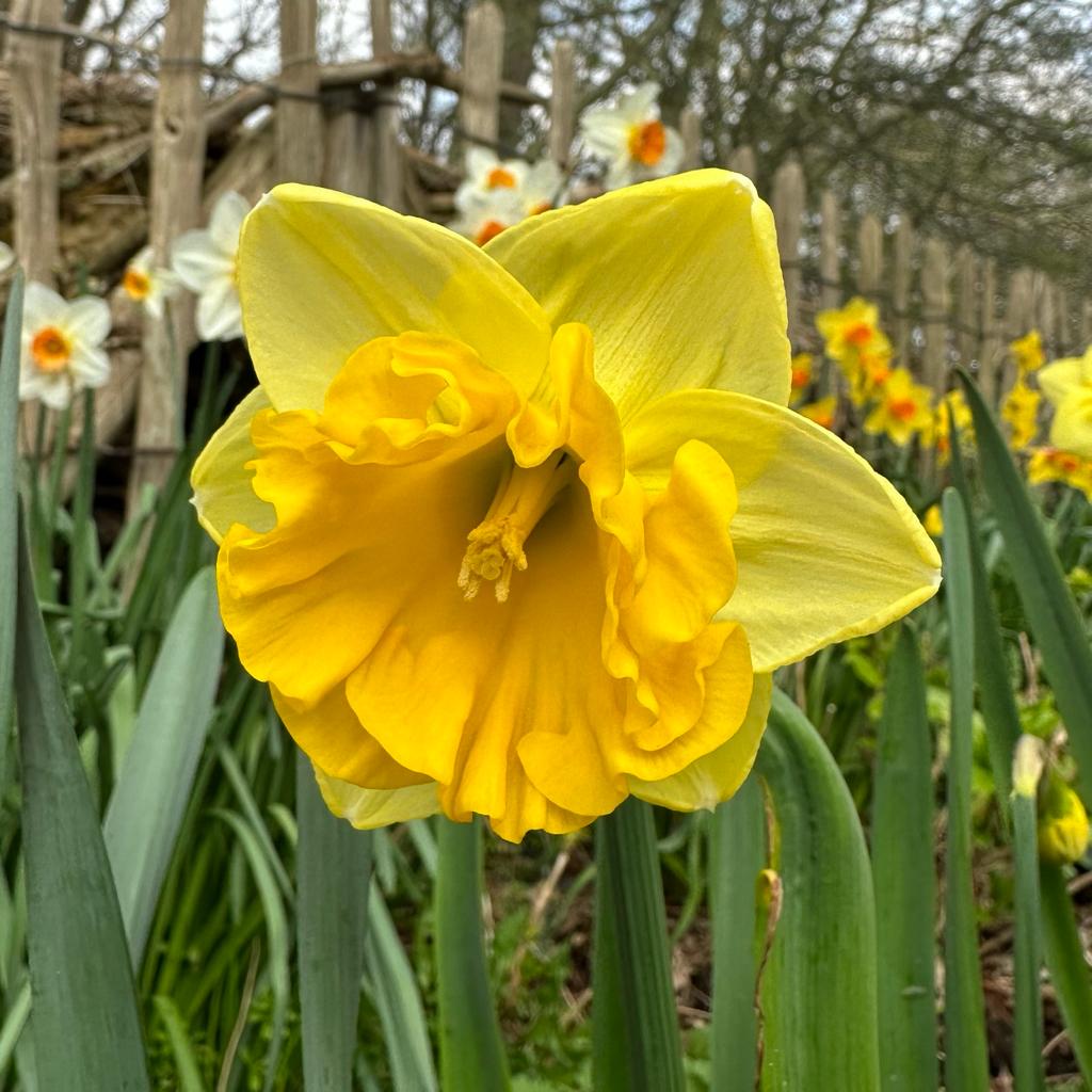 Gringo - Special Narcissus - Fluwel