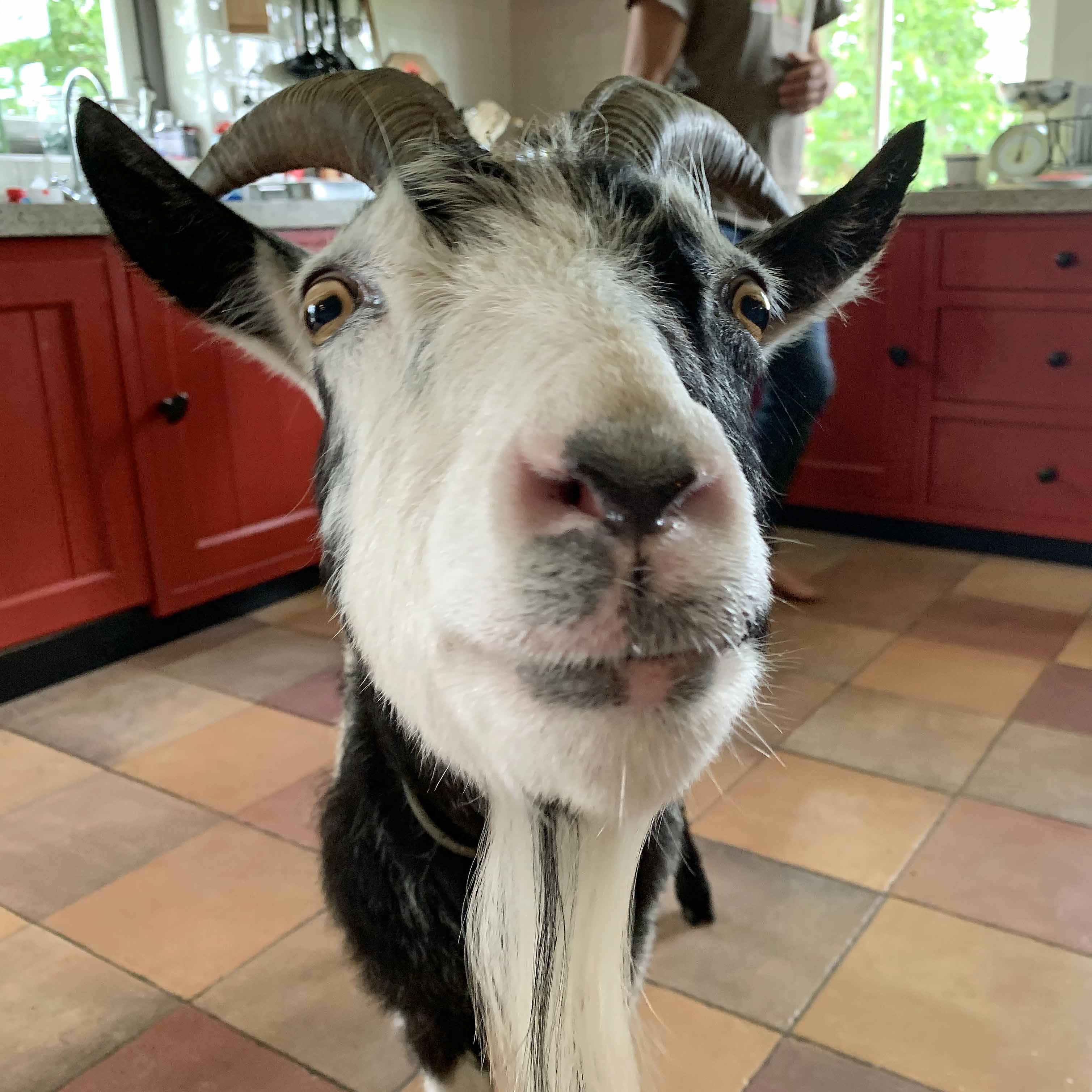Hassan the Goat - Special Narcissus - Fluwel